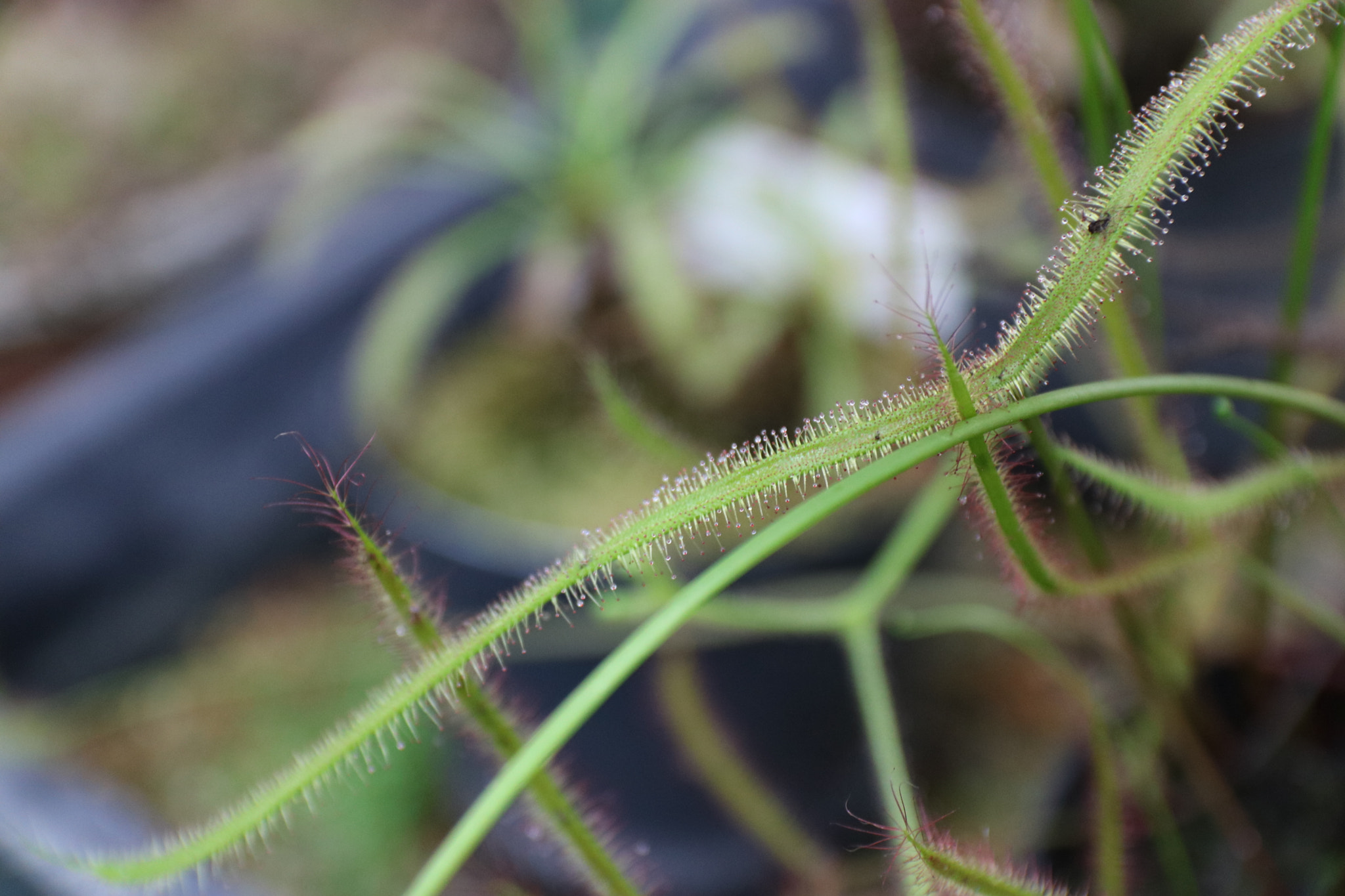 Canon EOS 760D (EOS Rebel T6s / EOS 8000D) sample photo. Img photography