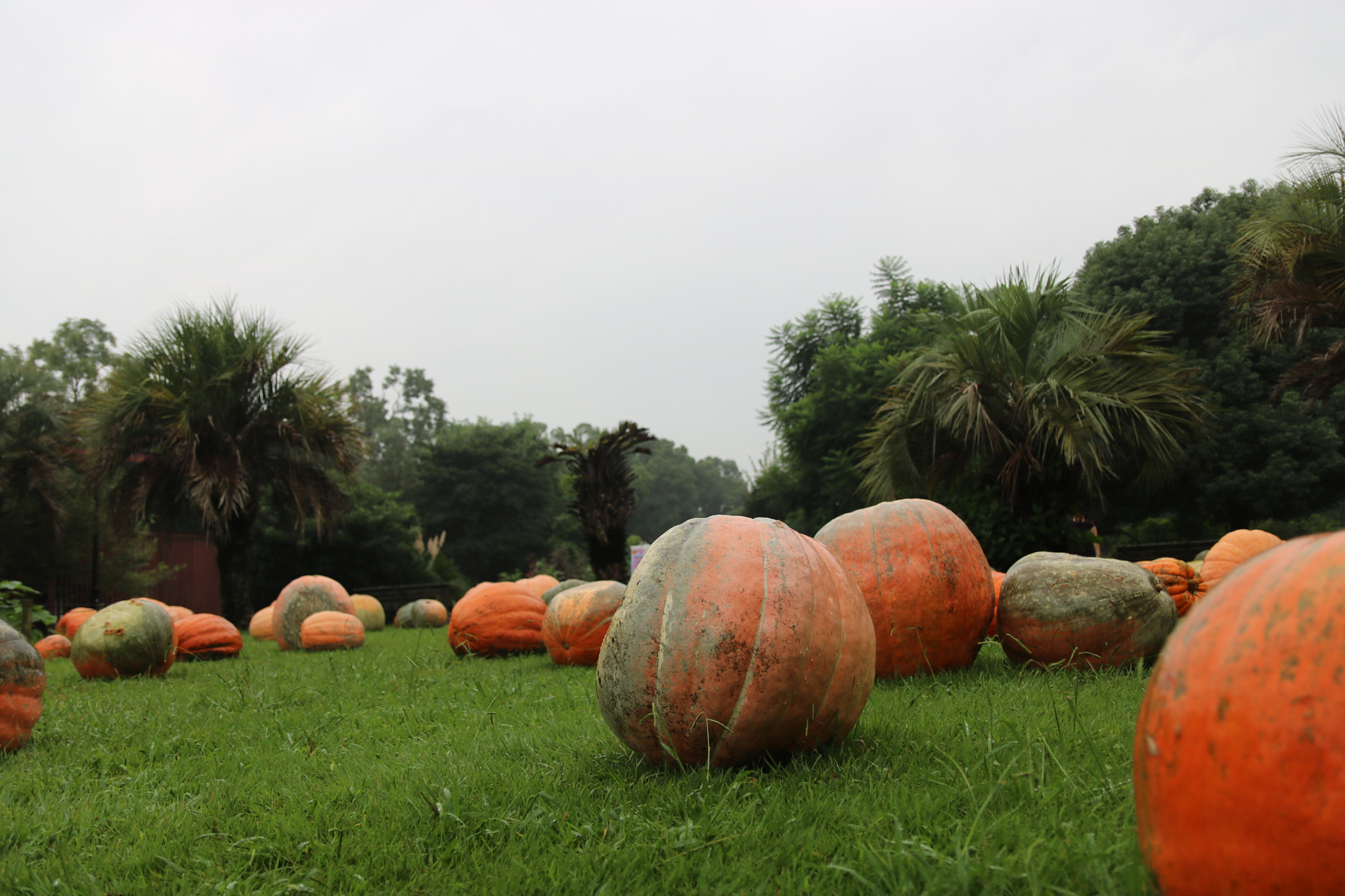 Canon EOS 760D (EOS Rebel T6s / EOS 8000D) sample photo. Img photography