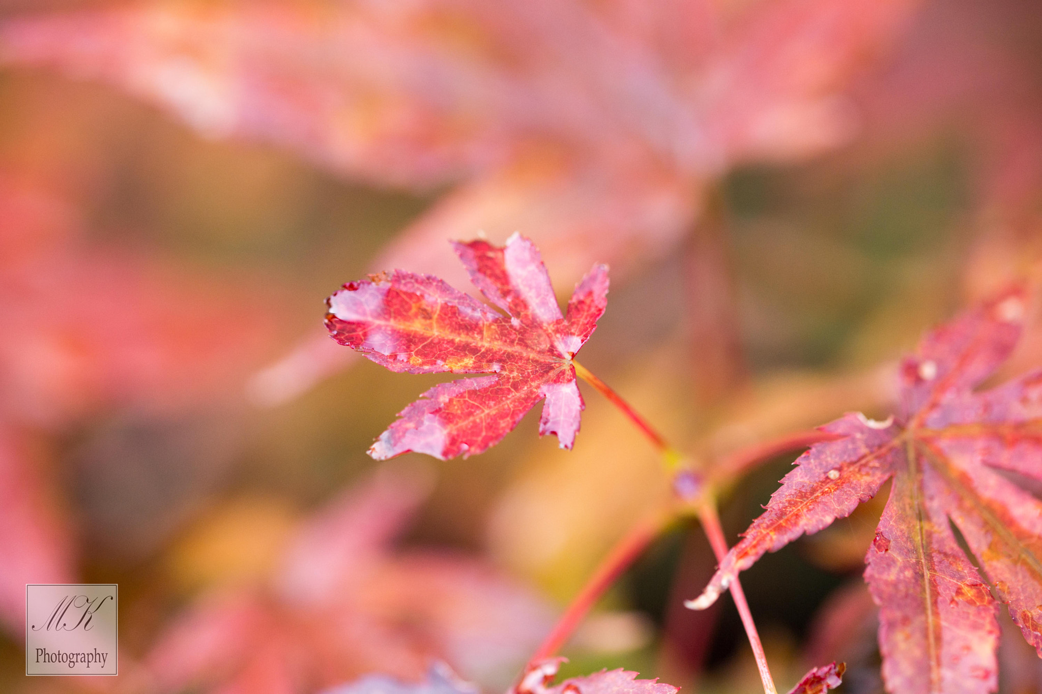 Sony a99 II + 105mm F2.8 sample photo. Autumn photography