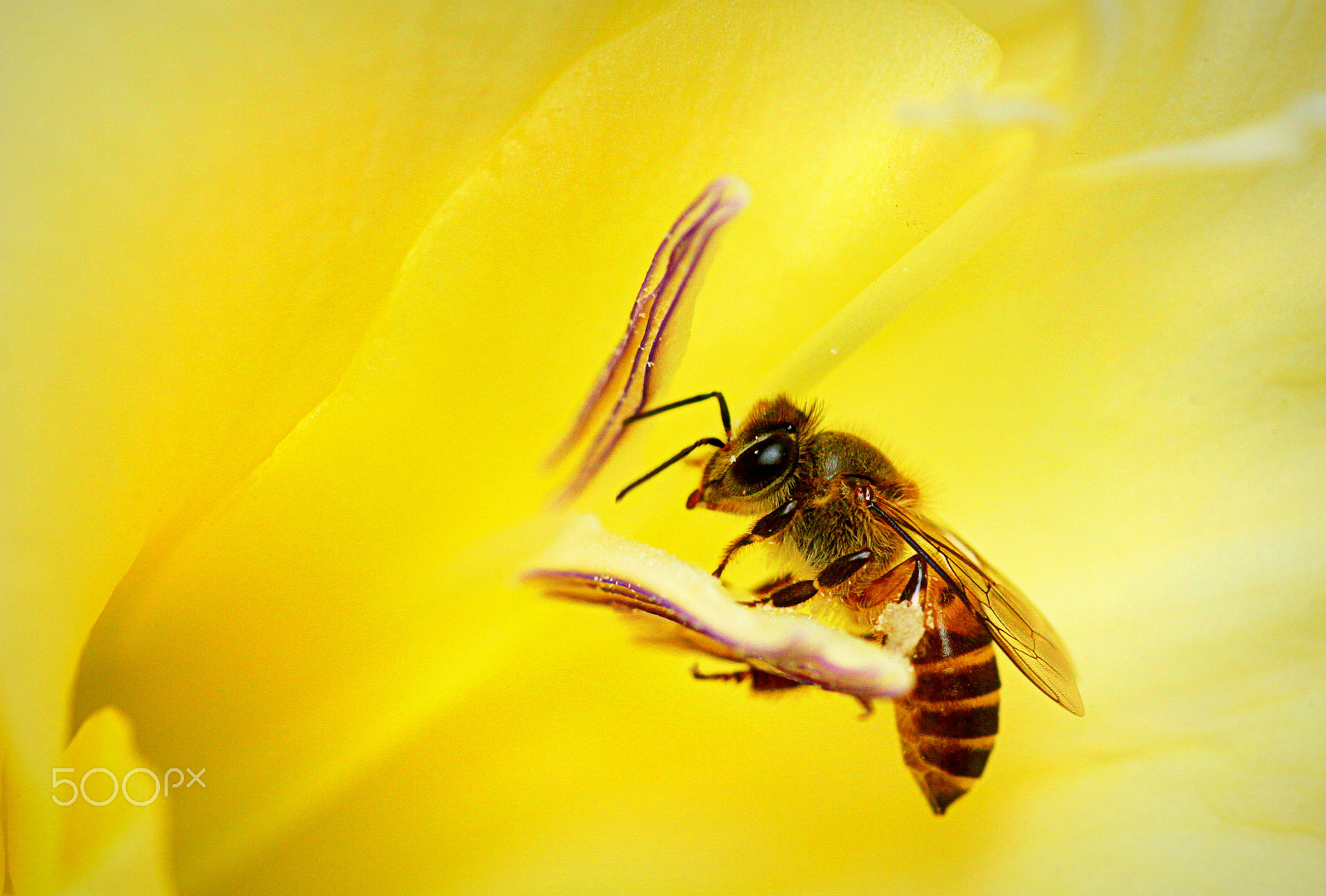 Canon EF 100mm F2.8 Macro USM sample photo. Seeking honey photography