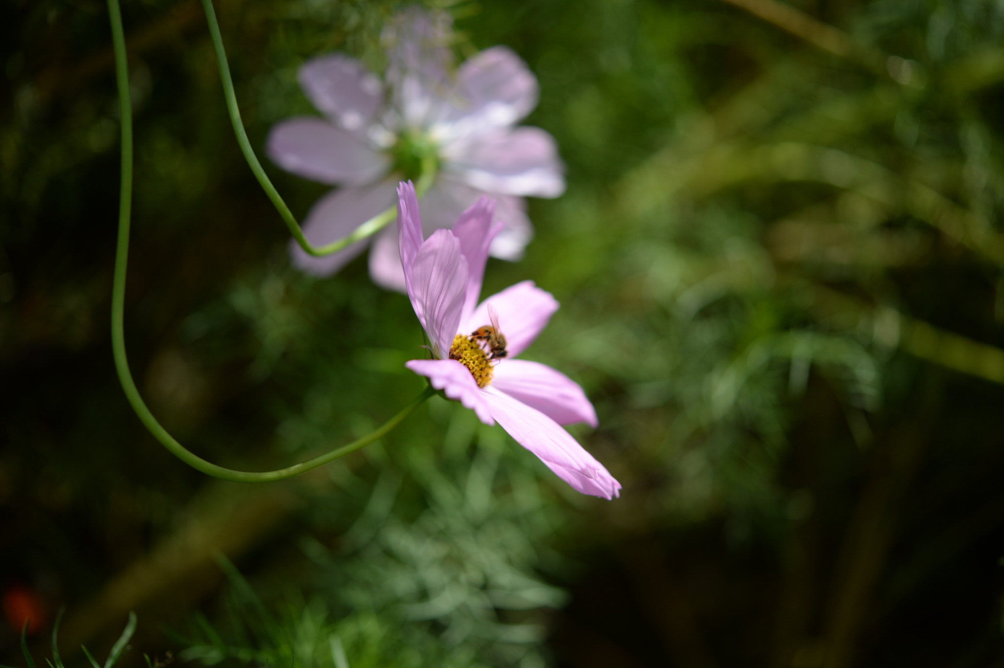 Nikon Df sample photo. Cosmos photography