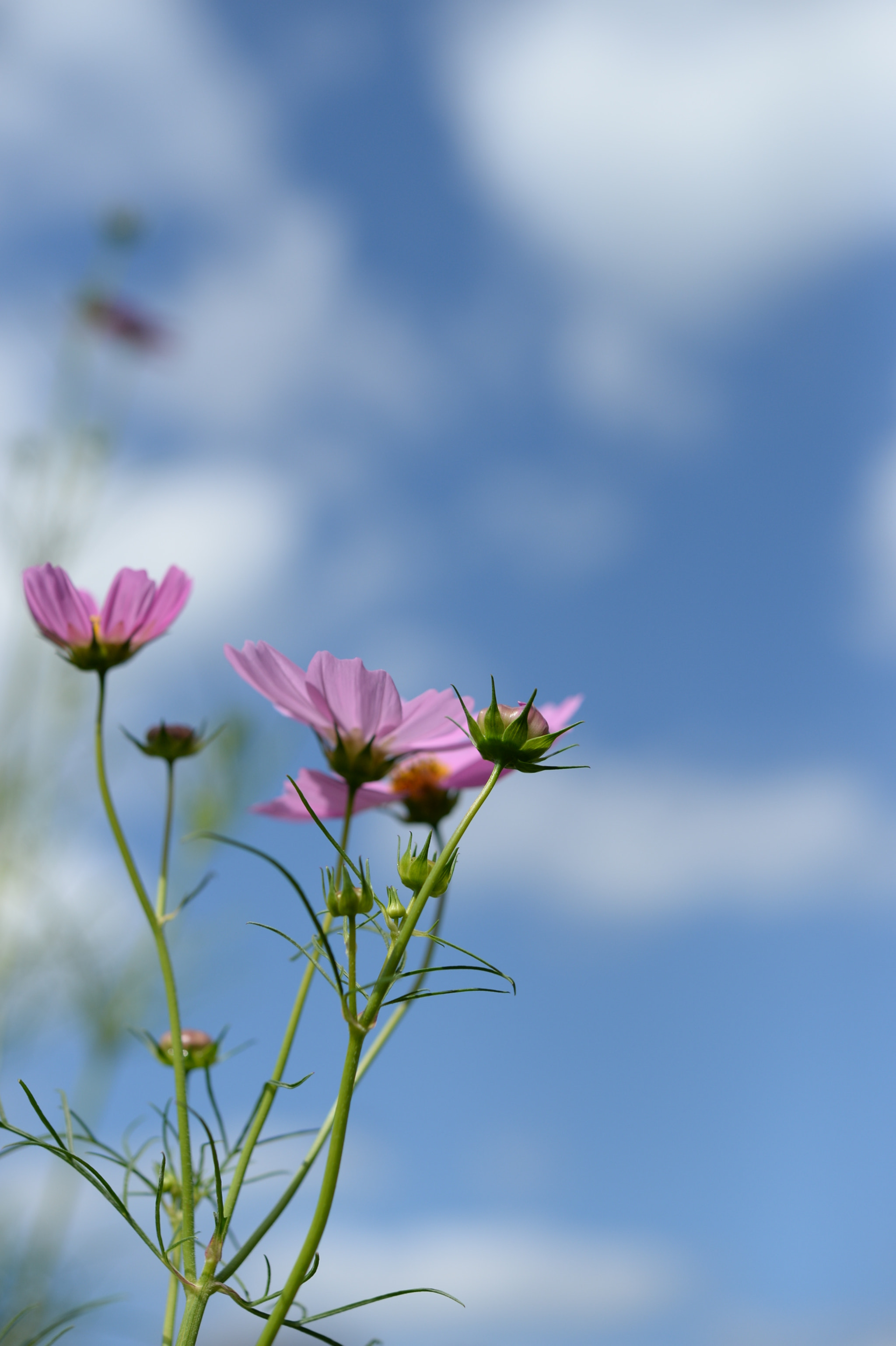 Nikon Df sample photo. Cosmos photography
