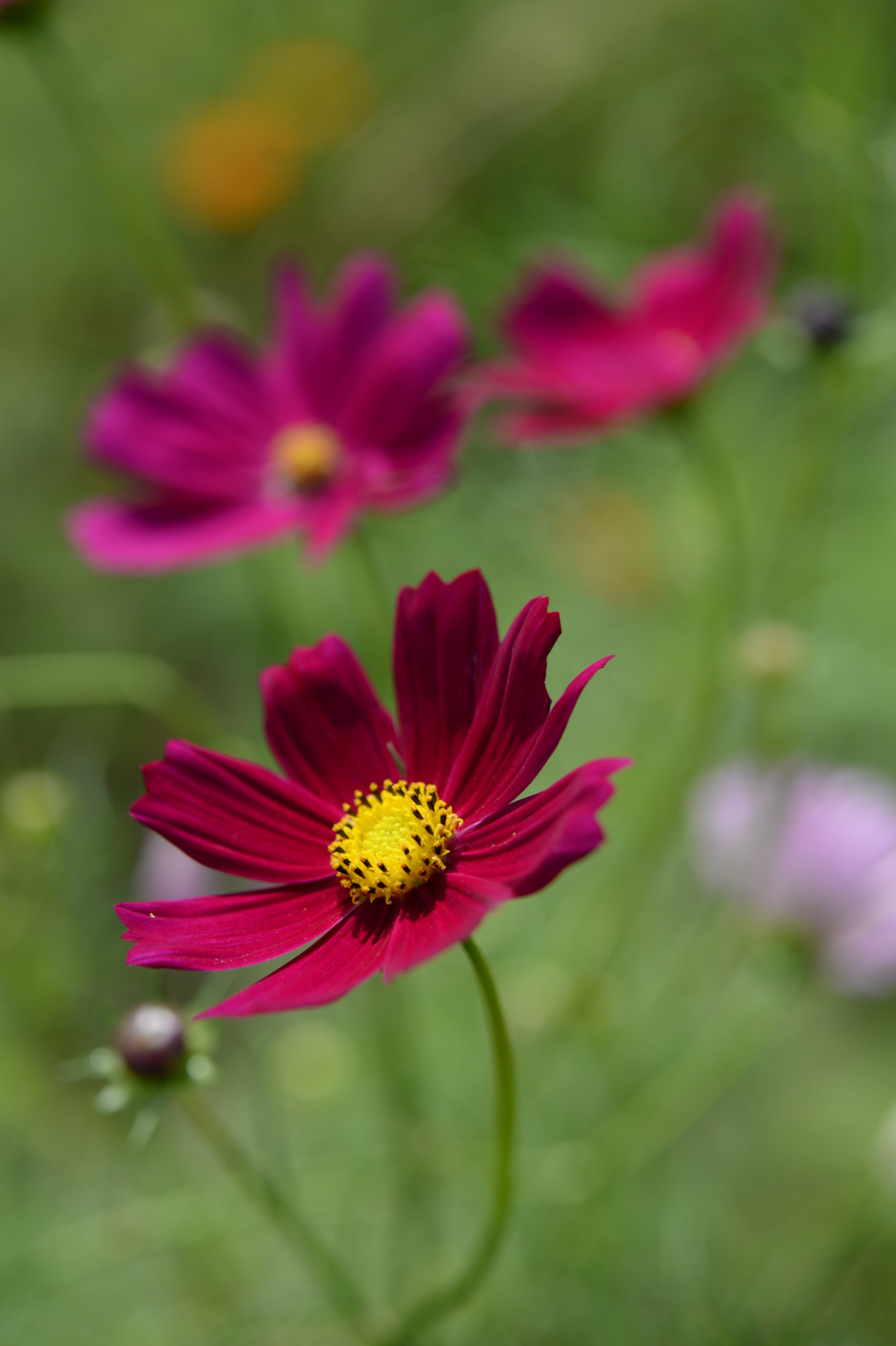 Nikon Df sample photo. Cosmos photography