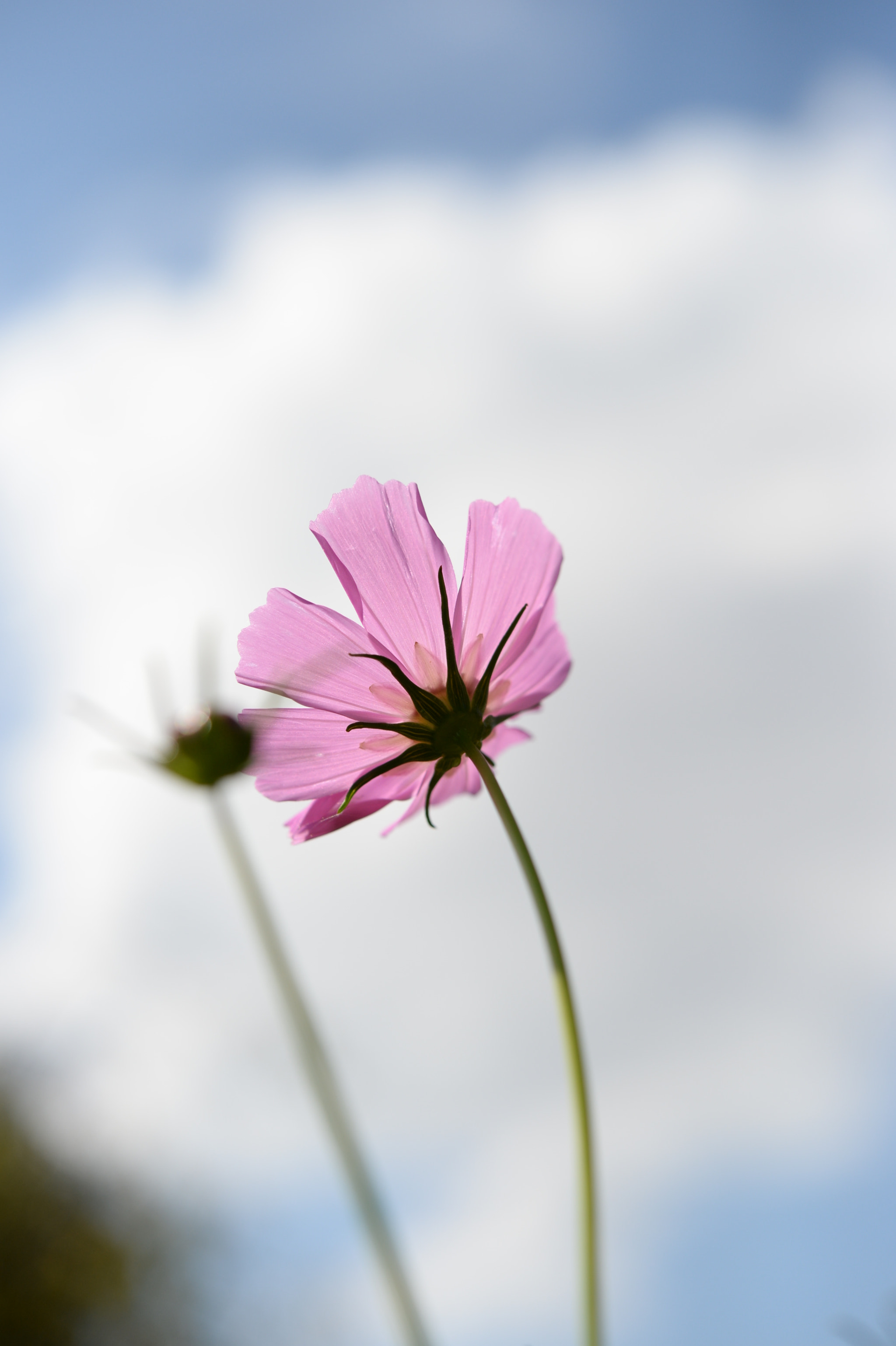 Nikon Df sample photo. Cosmos photography