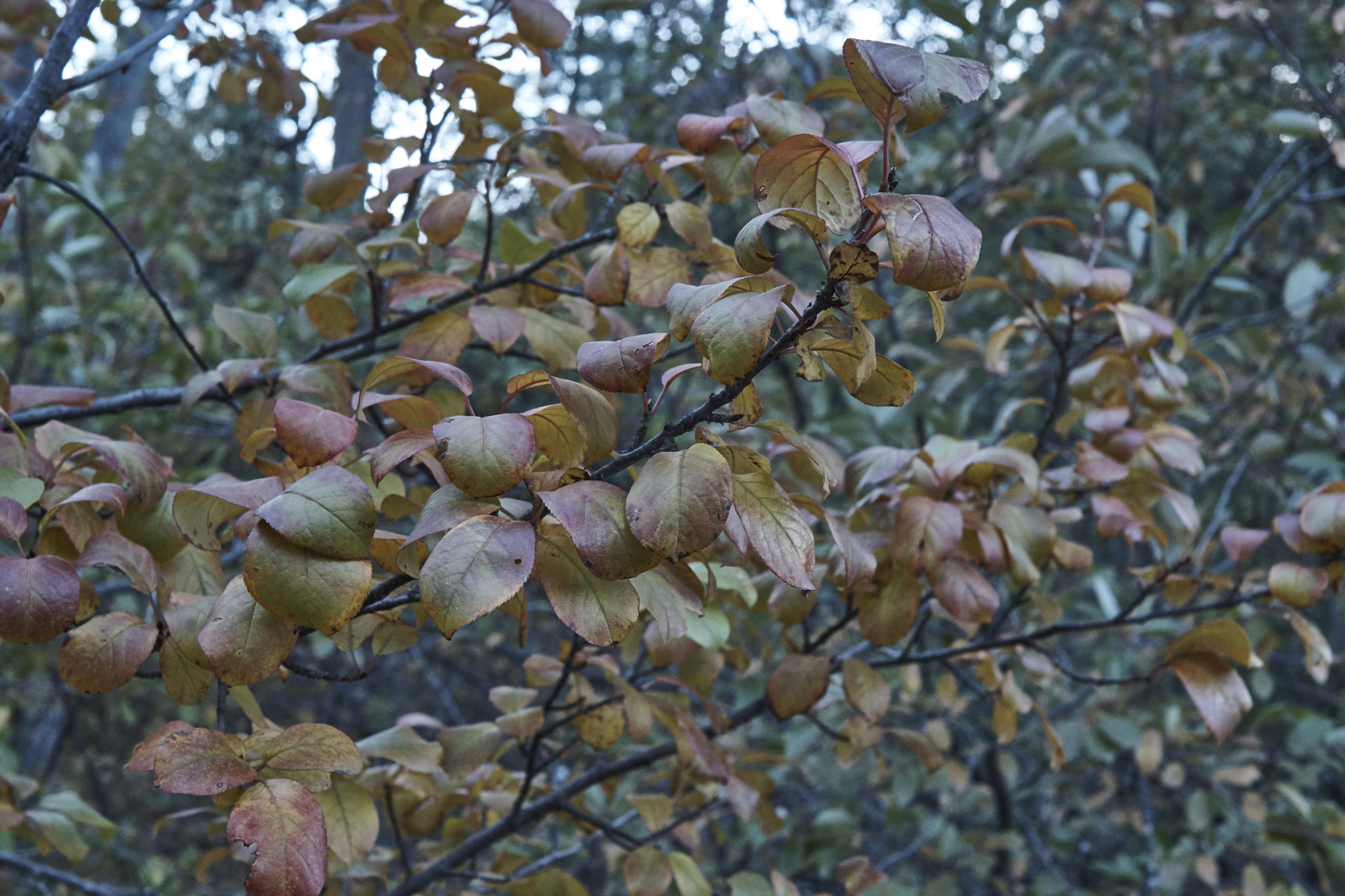 Sony 28mm F2.8 sample photo. Plantscape - variations on a theme photography