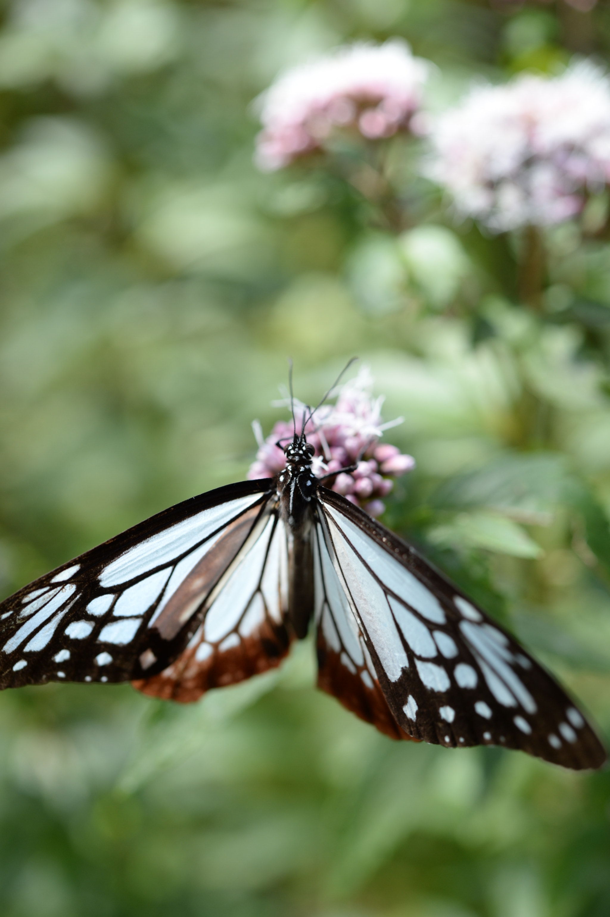 Nikon Df + Nikon AF-S Micro-Nikkor 60mm F2.8G ED sample photo. Butterfly photography