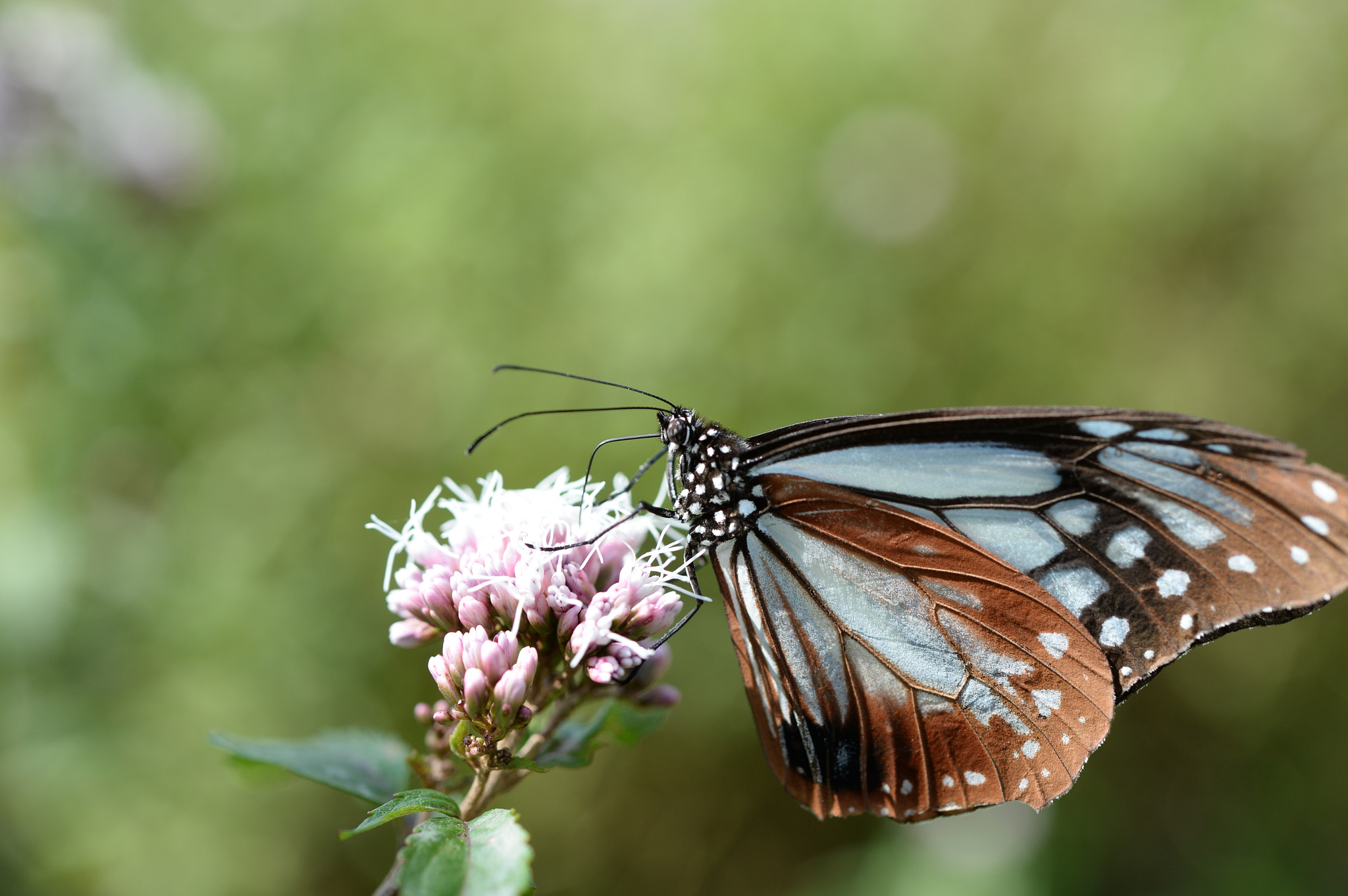 Nikon Df sample photo. Butterfly photography