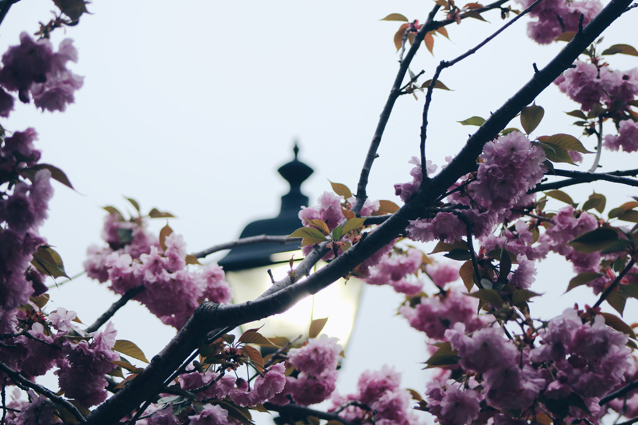 Canon EF75-300mm f/4-5.6 USM sample photo. Blossom photography