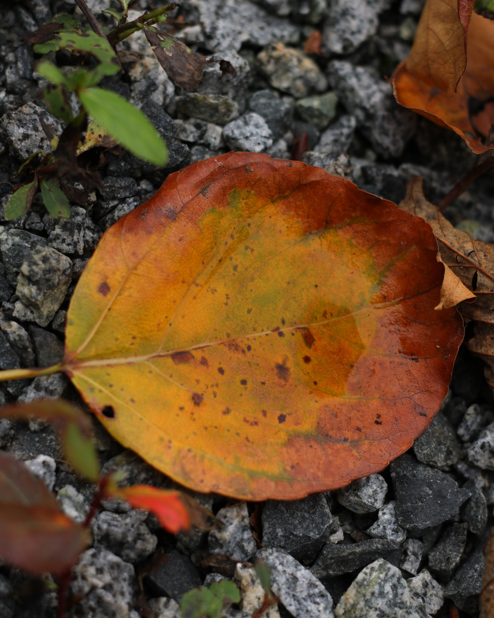 Canon EOS 760D (EOS Rebel T6s / EOS 8000D) sample photo. Leaf on the ground photography