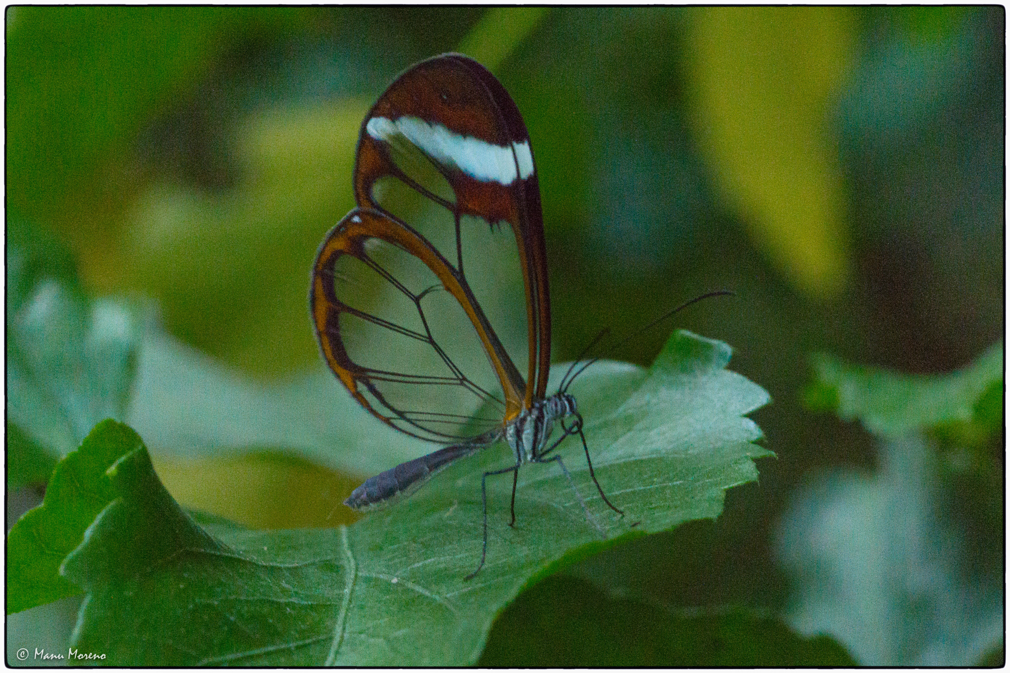 Sony a6000 + Sony FE 90mm F2.8 Macro G OSS sample photo. Mariposa  (2016p365/305) photography