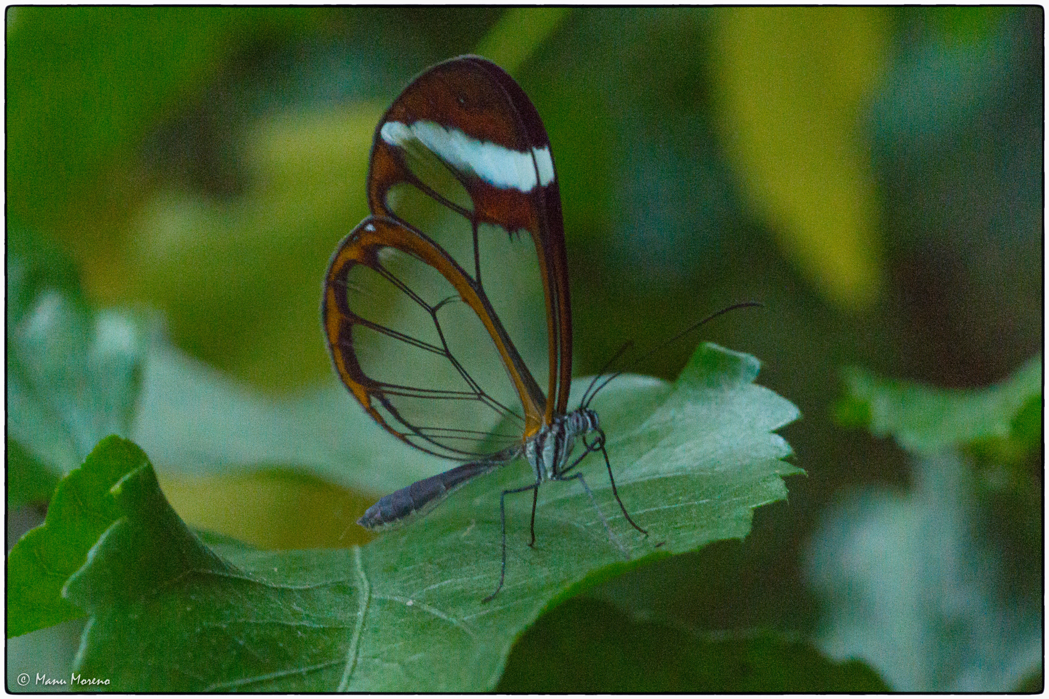 Sony a6000 sample photo. Mariposa  (2016p365/305) photography