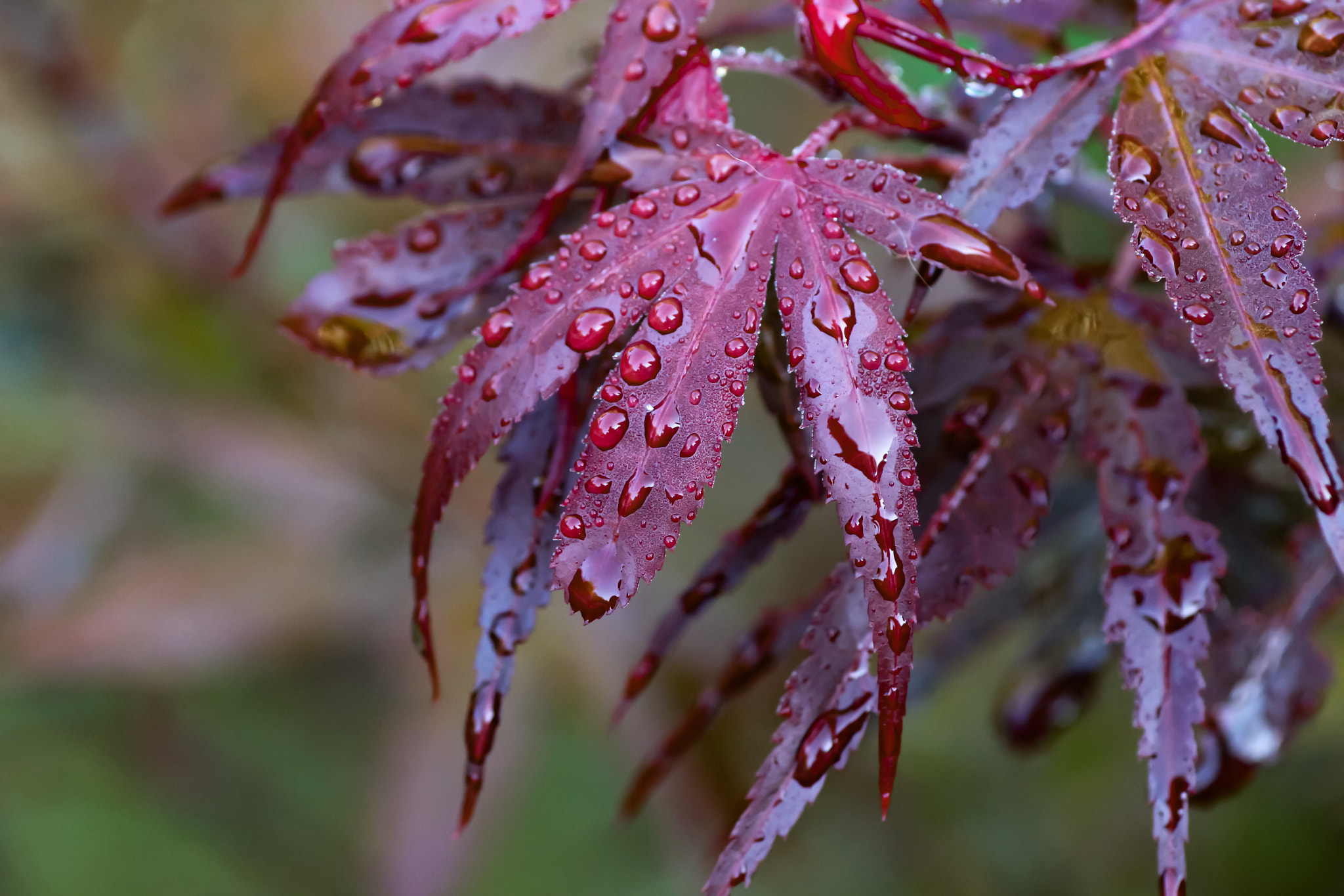 Canon EOS 700D (EOS Rebel T5i / EOS Kiss X7i) + Canon EF 100mm F2.8 Macro USM sample photo. I find rain drops are always nice to take pictures. could spend hours with it. photography