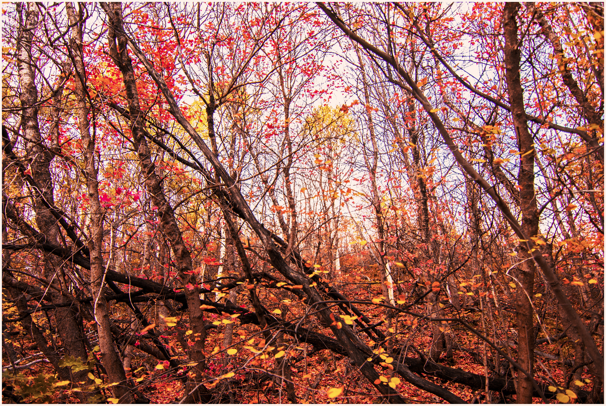 Nikon D750 sample photo. Fall color 10 photography