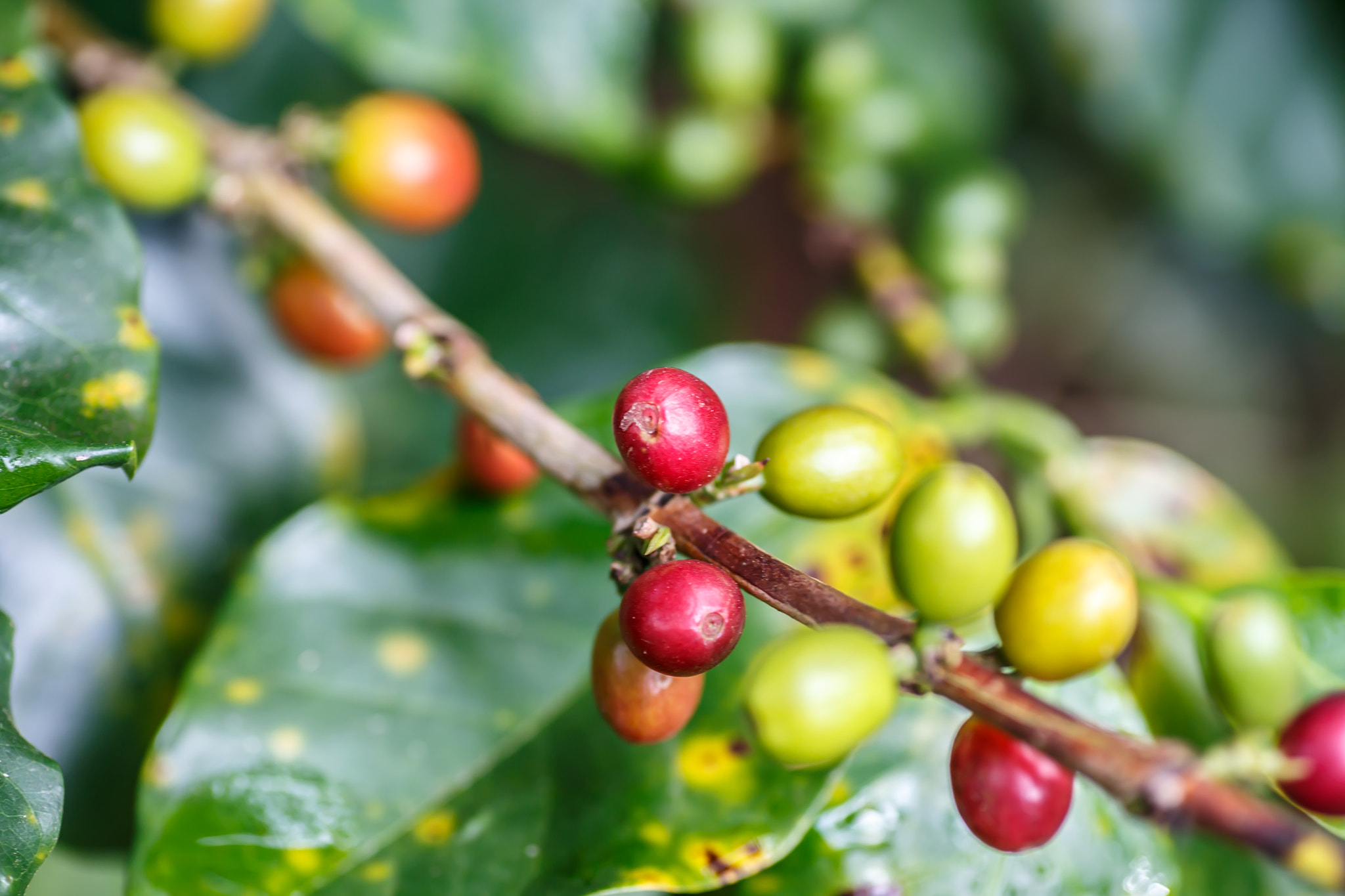 Canon EOS 6D + Tamron SP AF 90mm F2.8 Di Macro sample photo. Coffee raw beans in plant from nicaragua photography