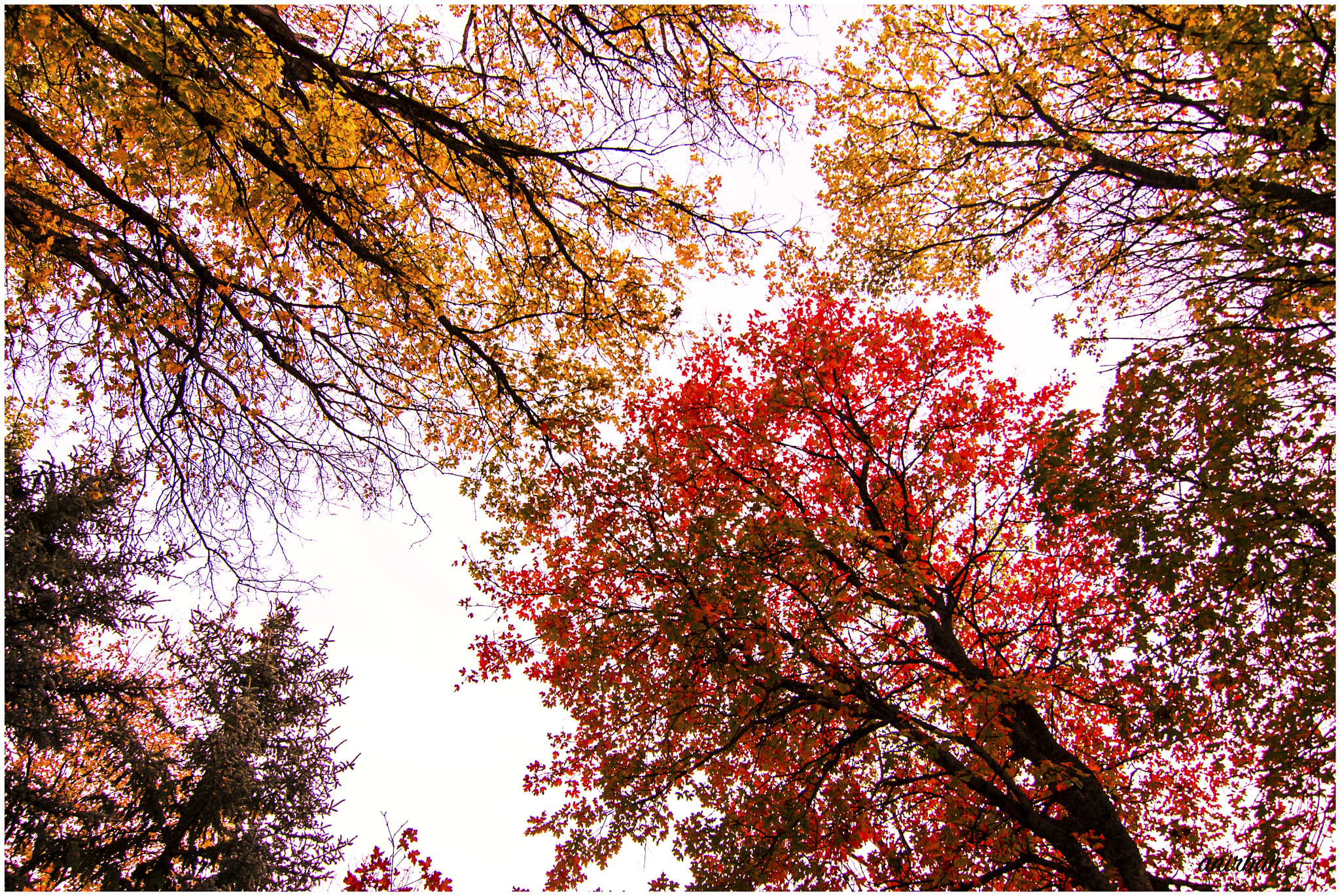 Nikon D750 sample photo. Fall color 12 photography