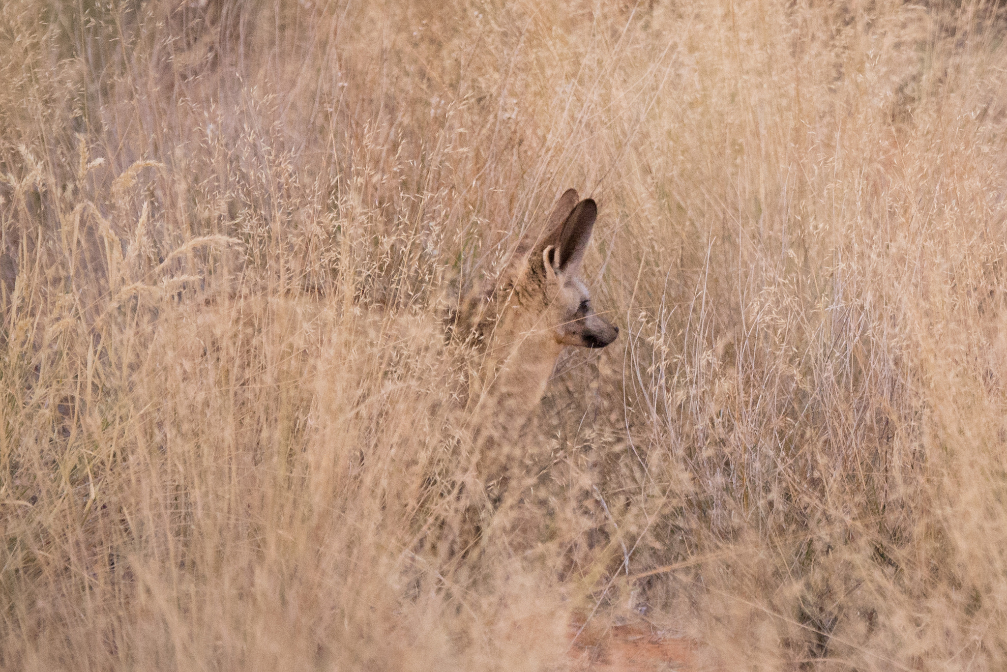 Nikon D600 sample photo. Hidden in tall grass photography