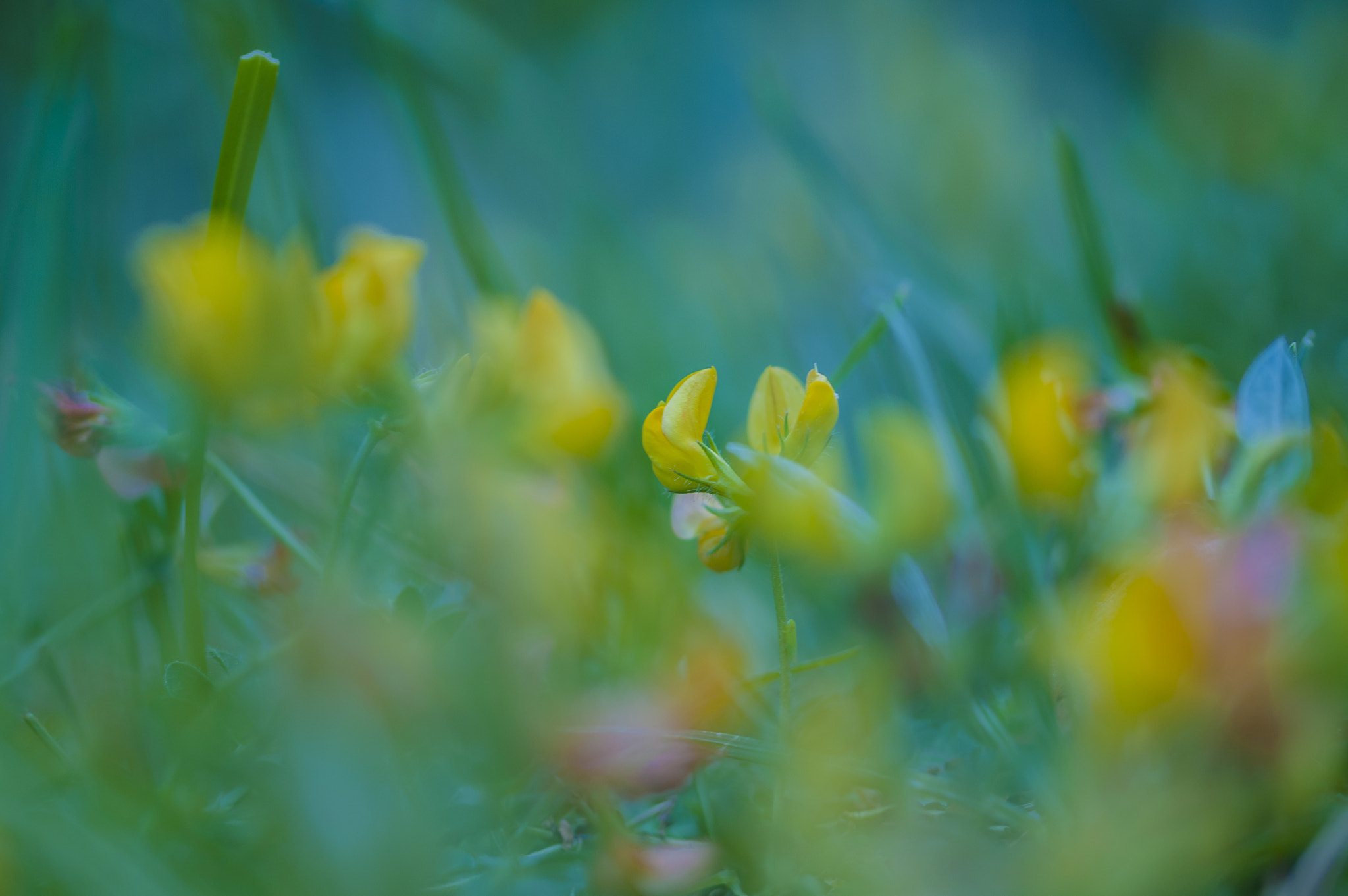 Sigma 105mm F2.8 EX DG OS HSM sample photo. Av0011 photography