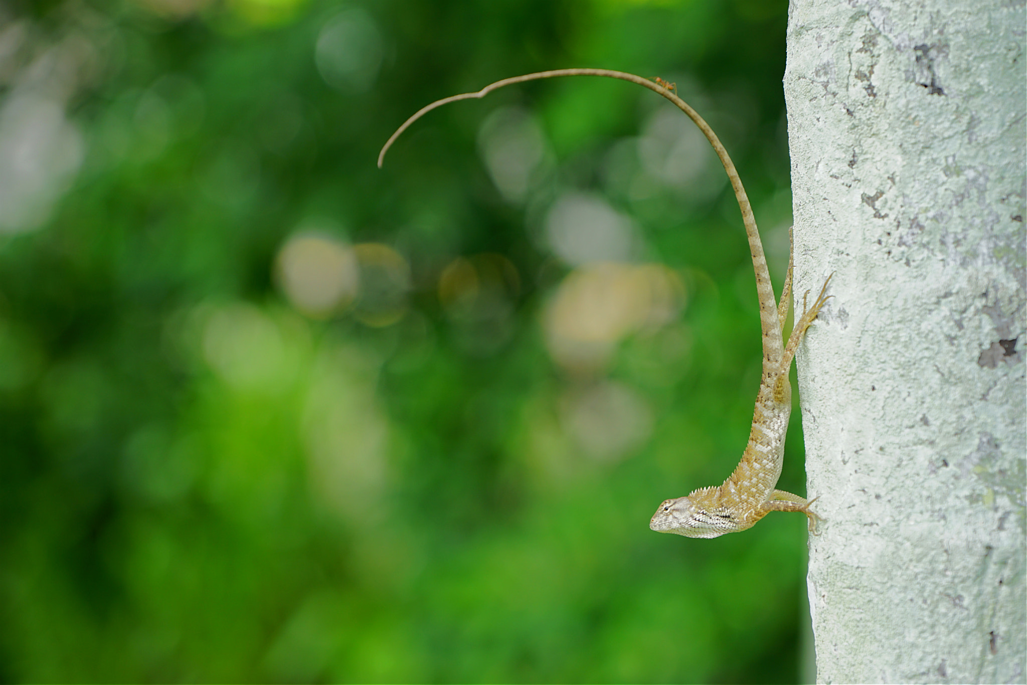Sony FE 70-200mm F4 G OSS sample photo. Lizard on the tree photography