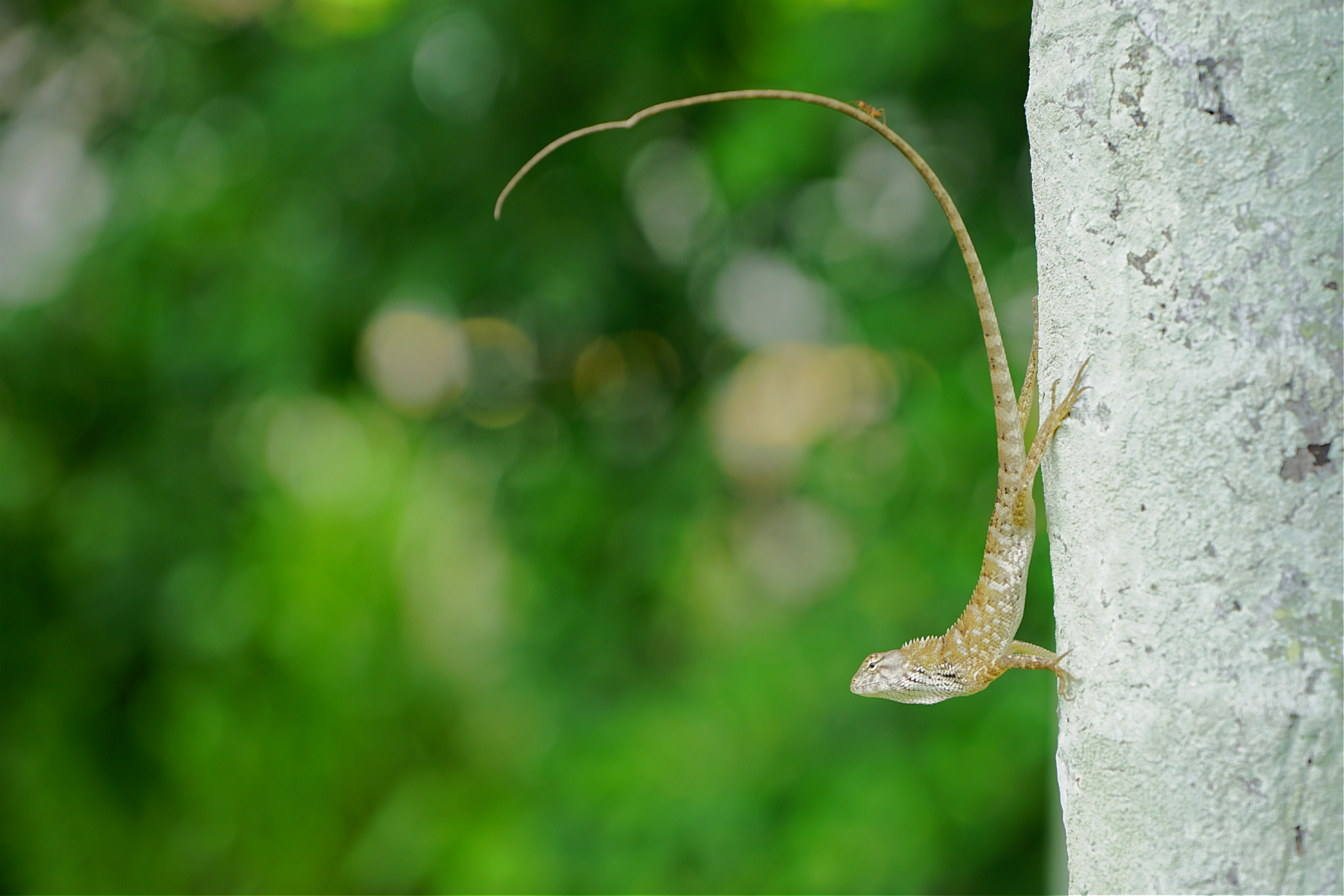 Sony a7 II + Sony FE 70-200mm F4 G OSS sample photo. Lizard on the tree photography