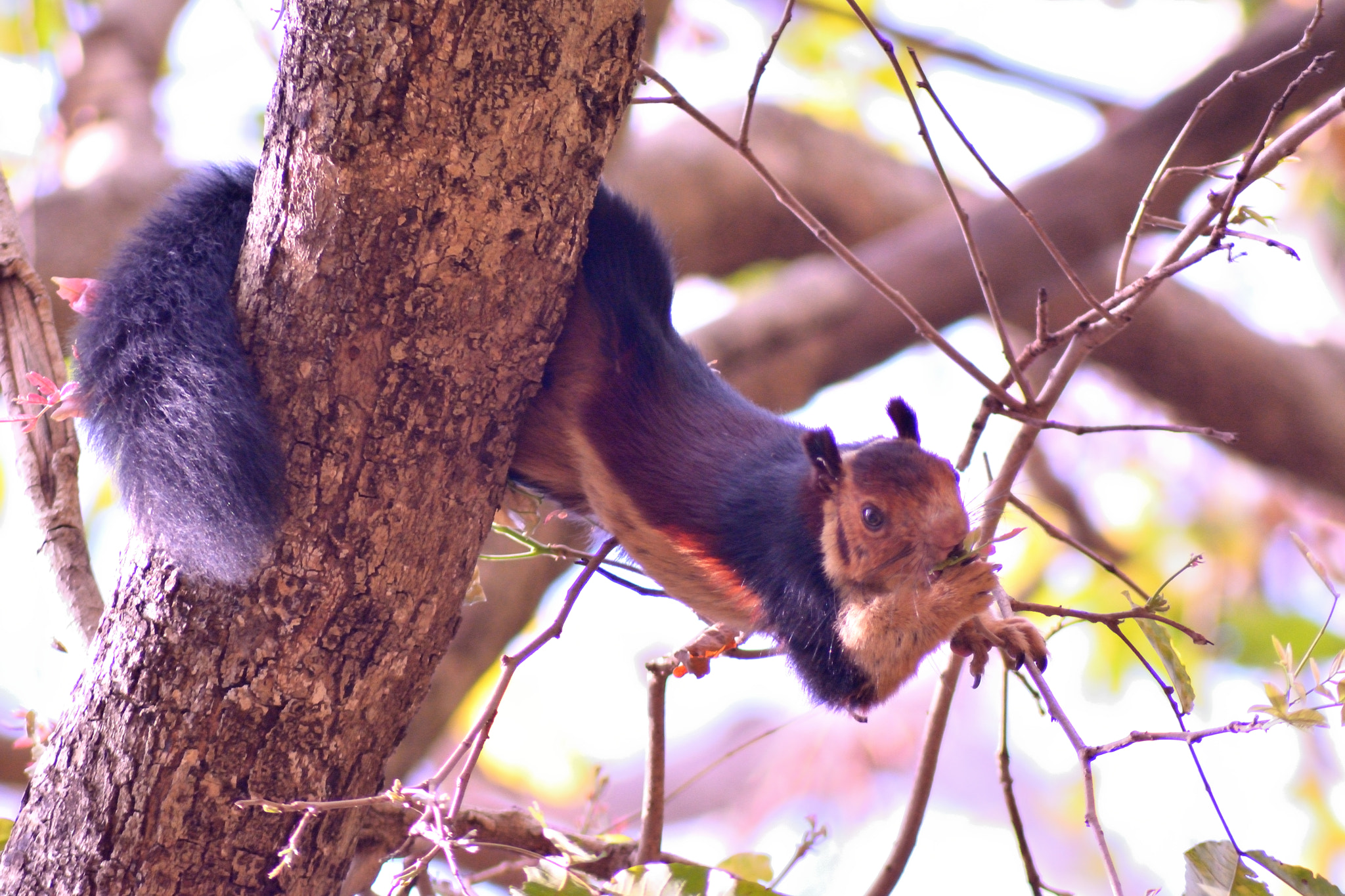Nikon D5200 sample photo. Flying squirrel photography