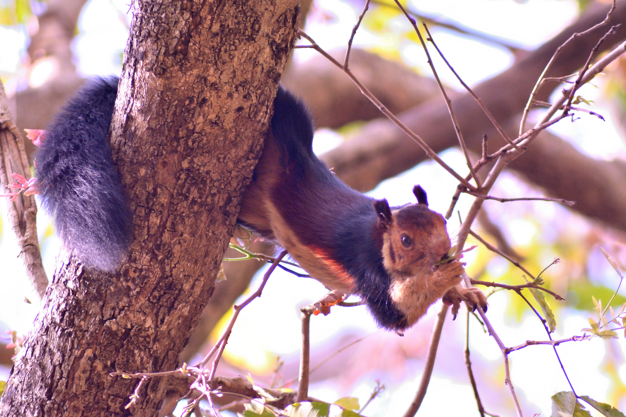 Nikon AF Nikkor 70-300mm F4-5.6G sample photo. Flying squirrel photography