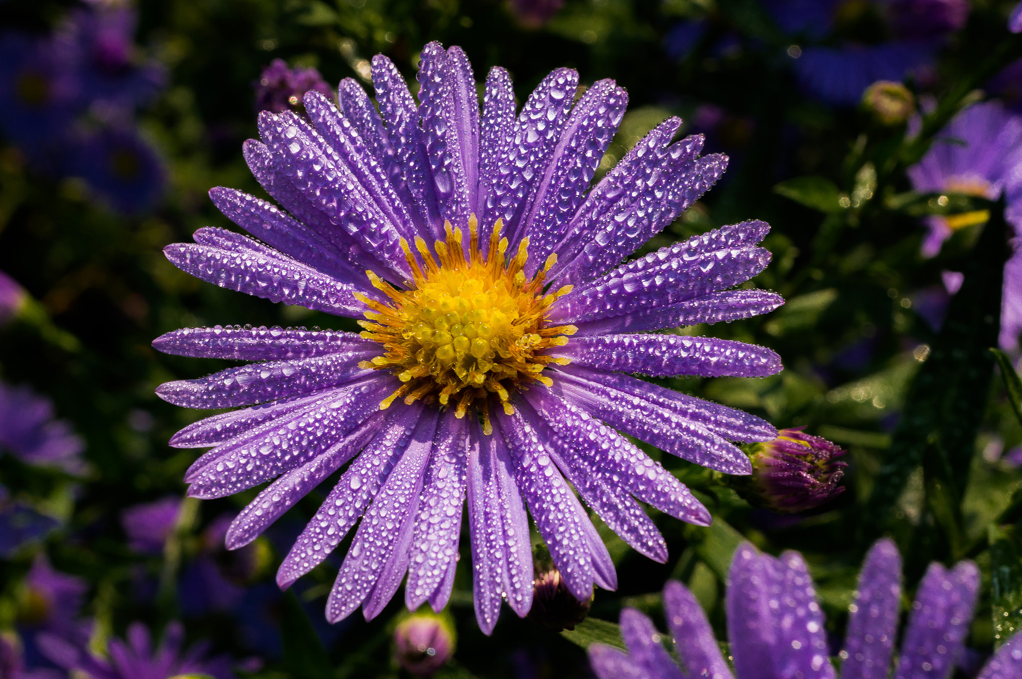 Sony E 30mm F3.5 Macro sample photo. In the morning photography