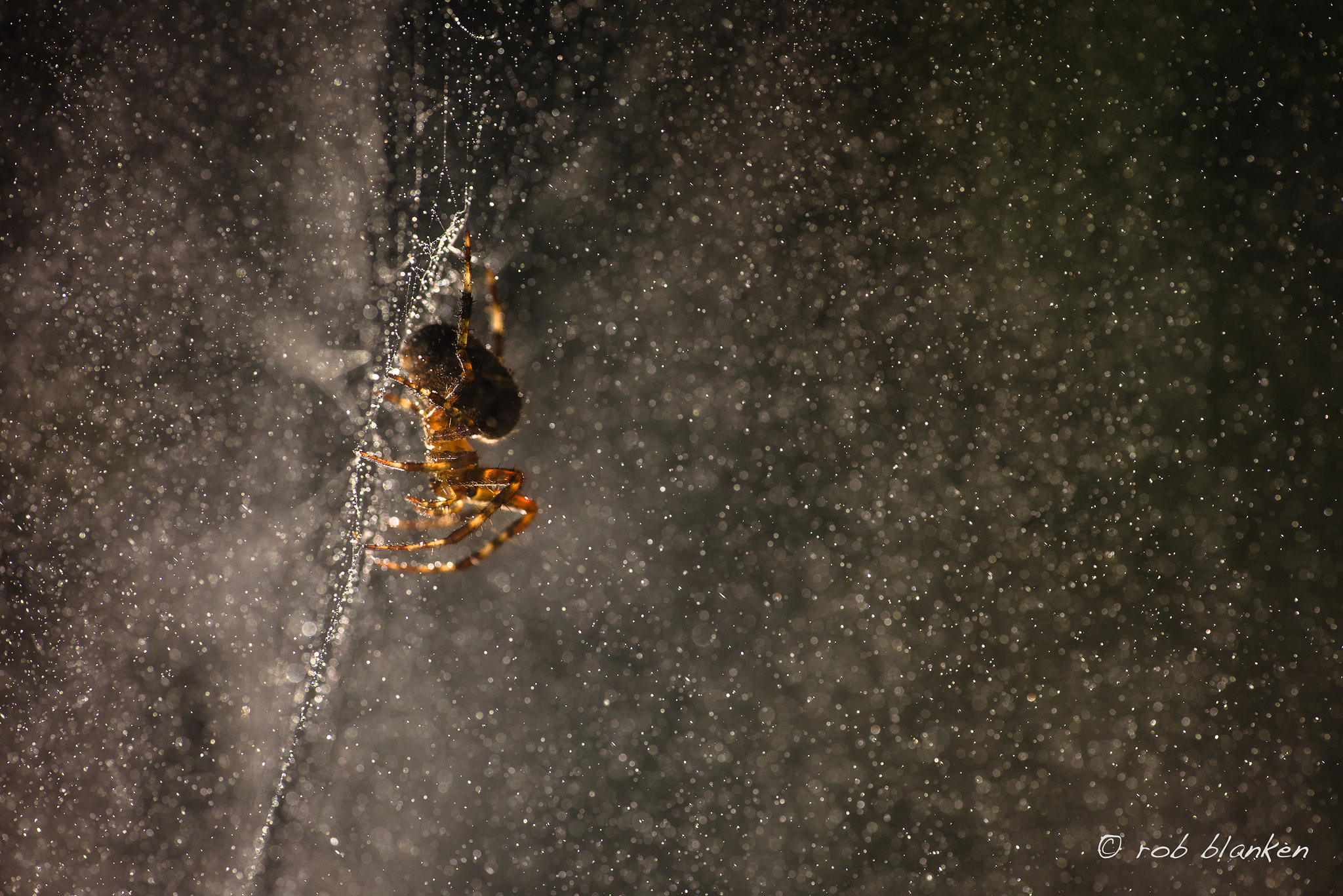 Nikon D810 sample photo. Space spider photography