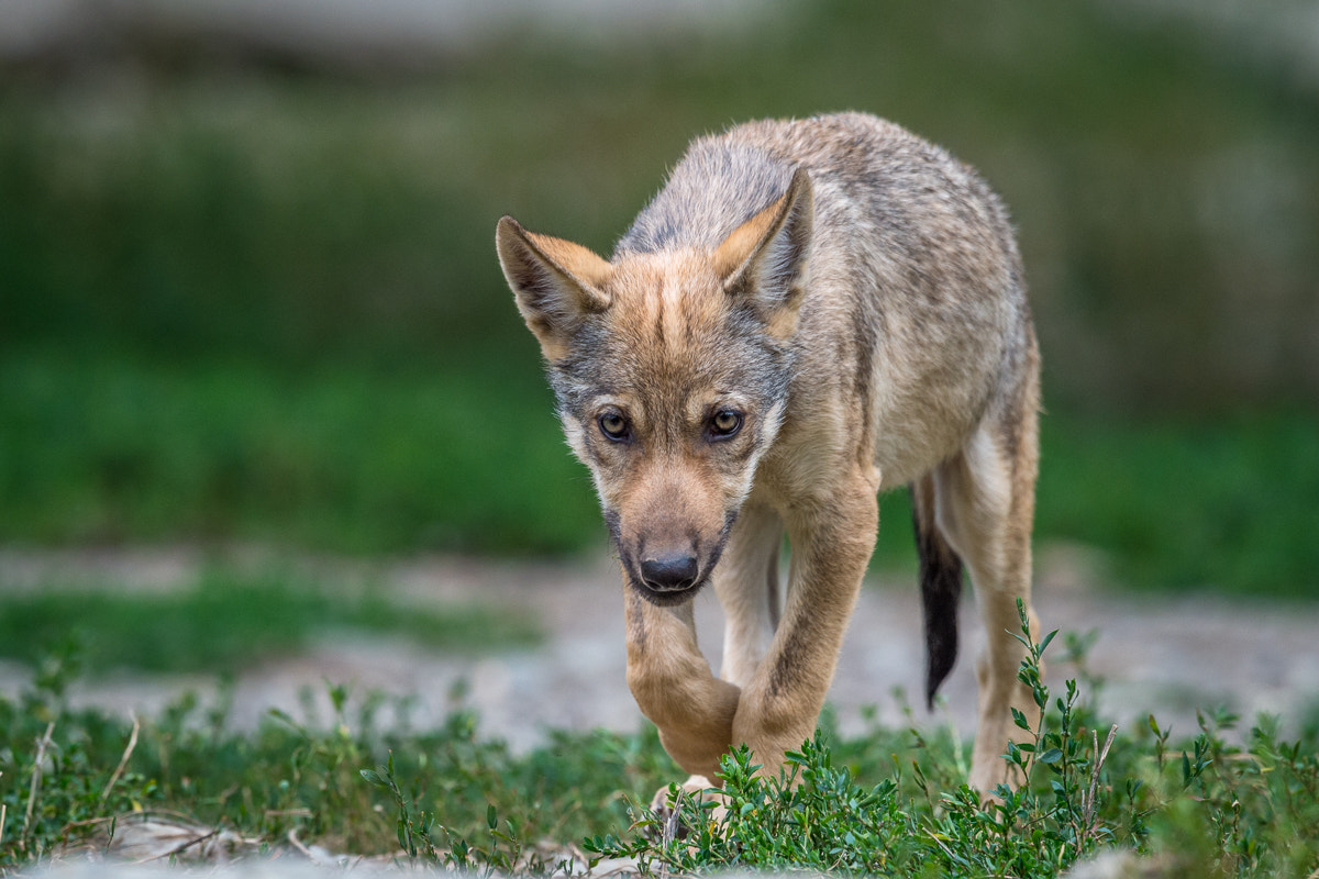 Nikon D4S + Nikon AF-S Nikkor 400mm F2.8G ED VR II sample photo. Wolf photography