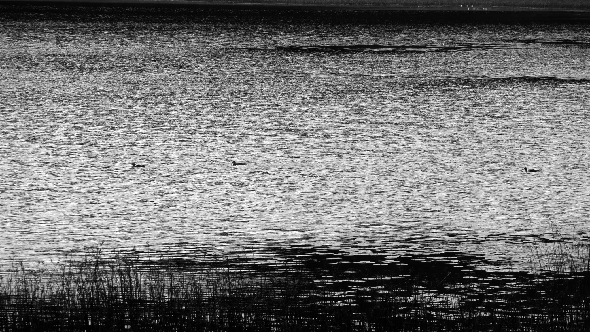 Panasonic DMC-TZ2 sample photo. Ducks. photography