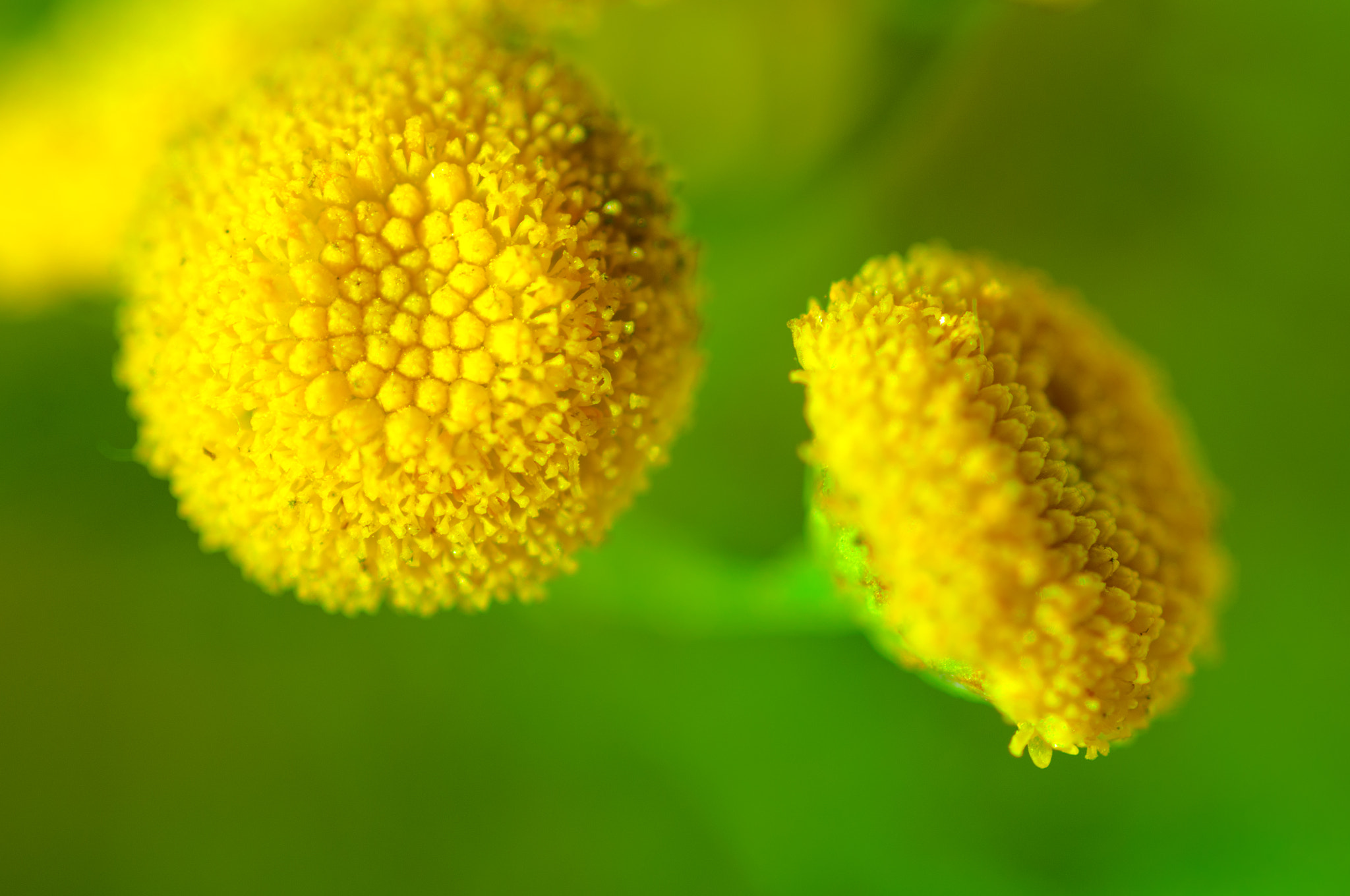 Nikon D90 + Tokina AT-X Pro 100mm F2.8 Macro sample photo. Tanacetum vulgare photography