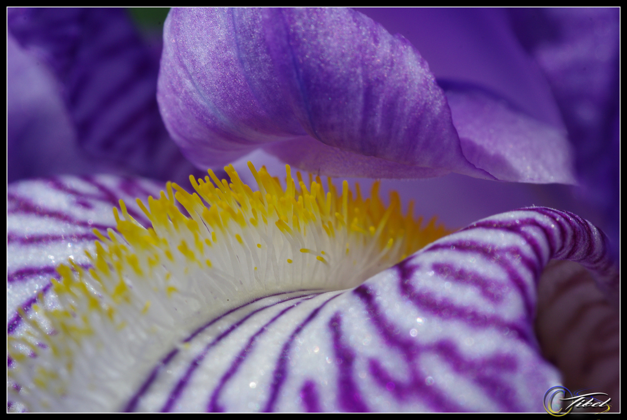 Pentax K-5 + Tamron SP AF 90mm F2.8 Di Macro sample photo. Os-iris photography