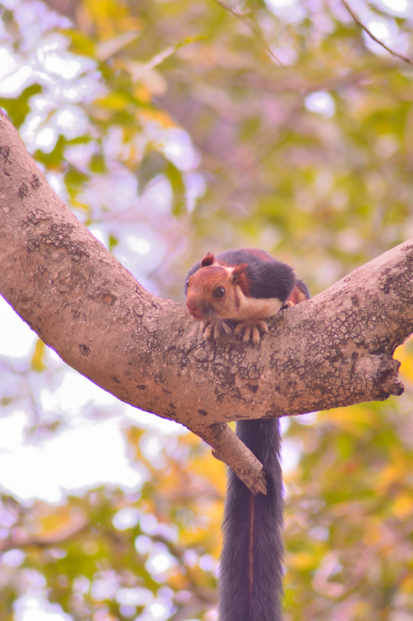 Nikon AF Nikkor 70-300mm F4-5.6G sample photo. Squirrel photography