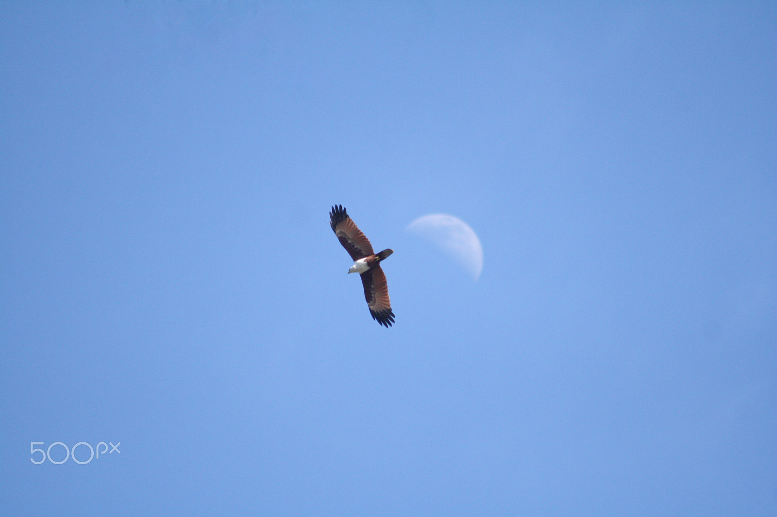 Canon EOS 1000D (EOS Digital Rebel XS / EOS Kiss F) sample photo. Aerial threat. photography