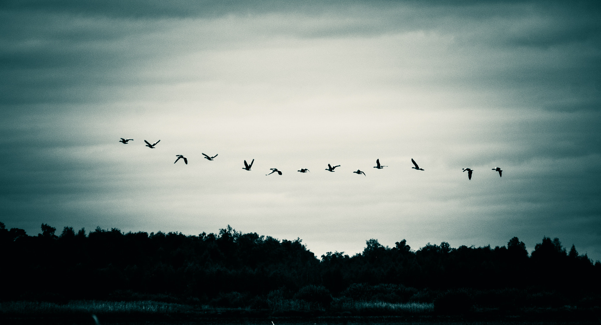 Fujifilm X-E1 + Fujifilm XF 55-200mm F3.5-4.8 R LM OIS sample photo. Migration photography