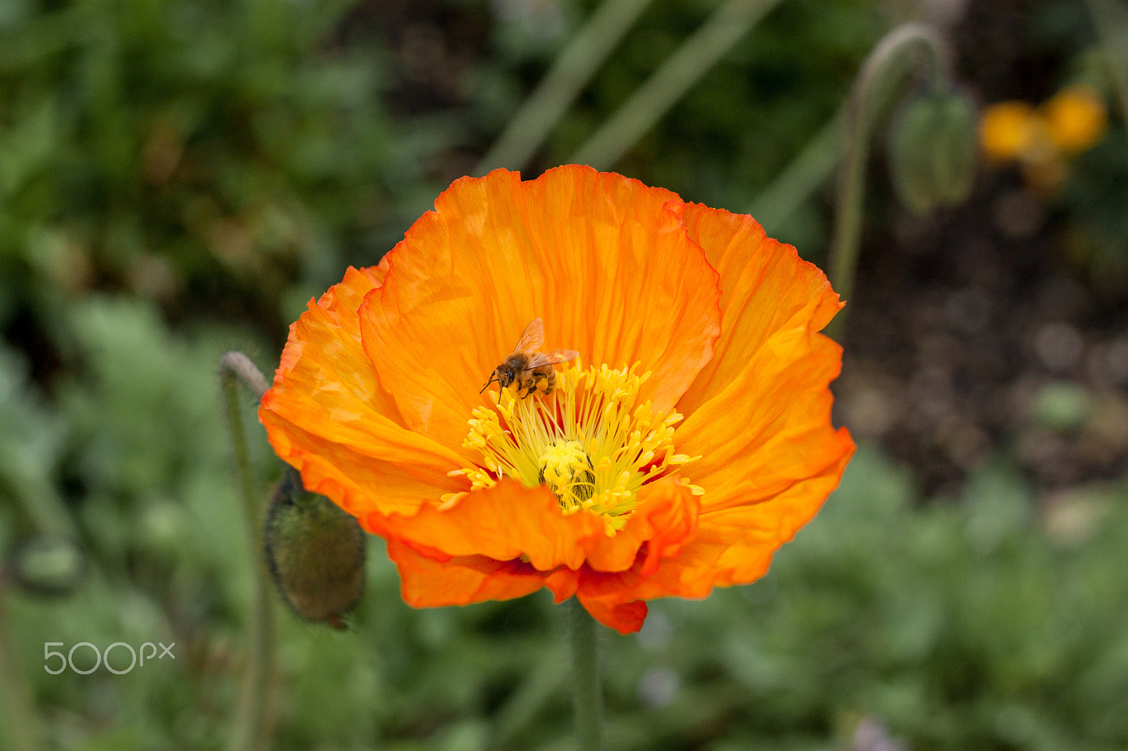Canon EOS 500D (EOS Rebel T1i / EOS Kiss X3) sample photo. Poppy photography