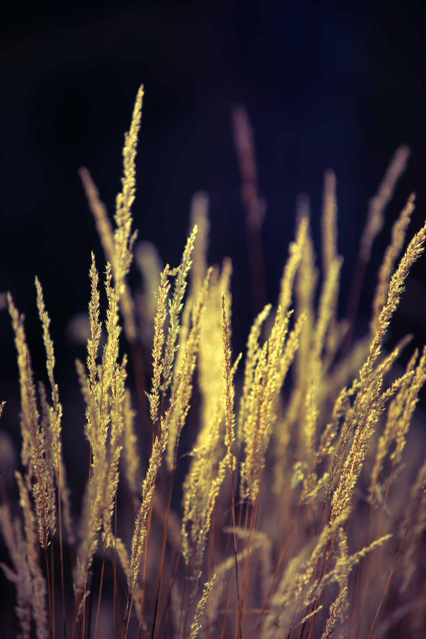 Minolta/Sony AF 70-200mm F2.8 G sample photo. Golden light on blades of grass photography