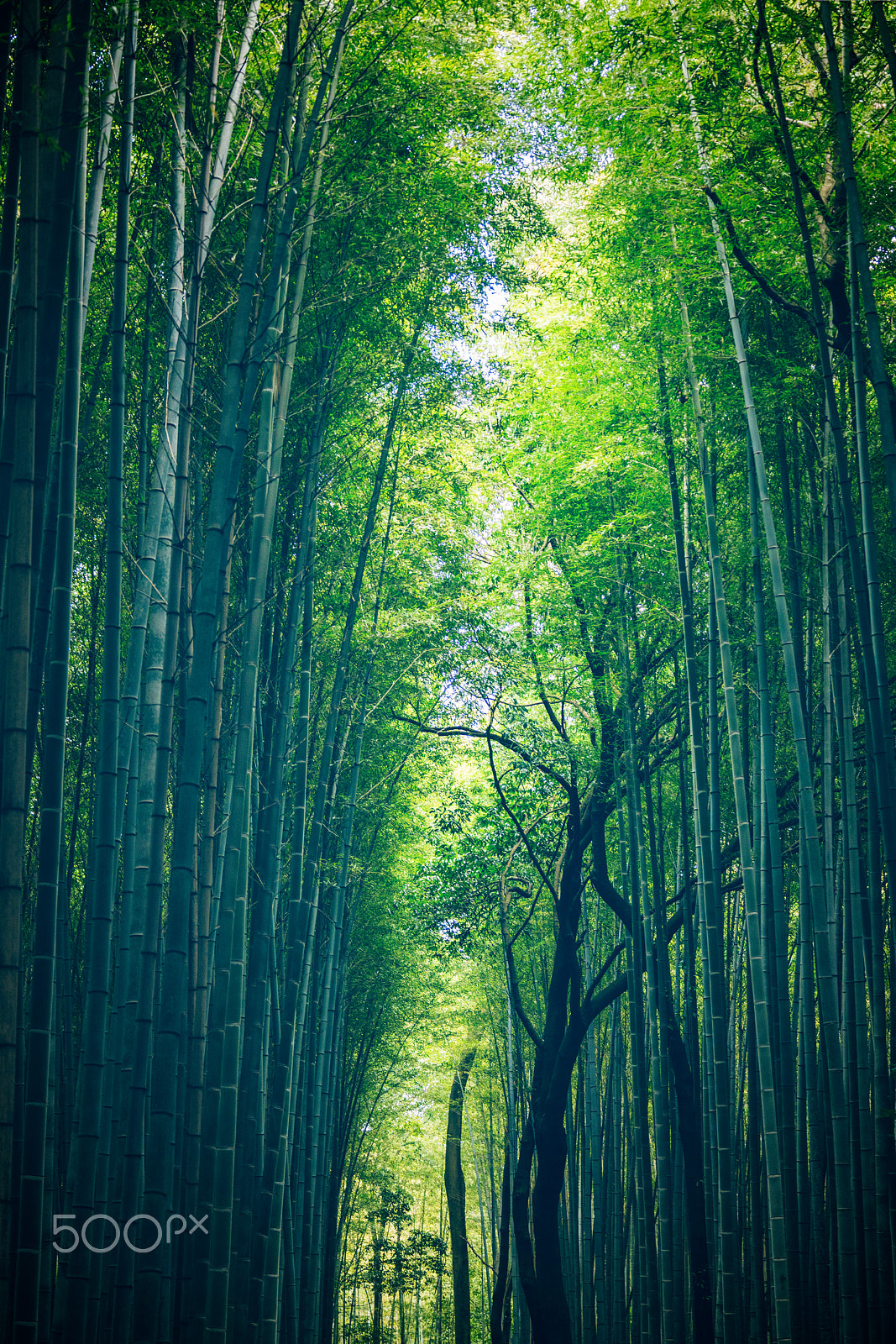 Sony a7R II + Sony 70-300mm F4.5-5.6 G SSM sample photo. Bamboo grove, arashiyama photography