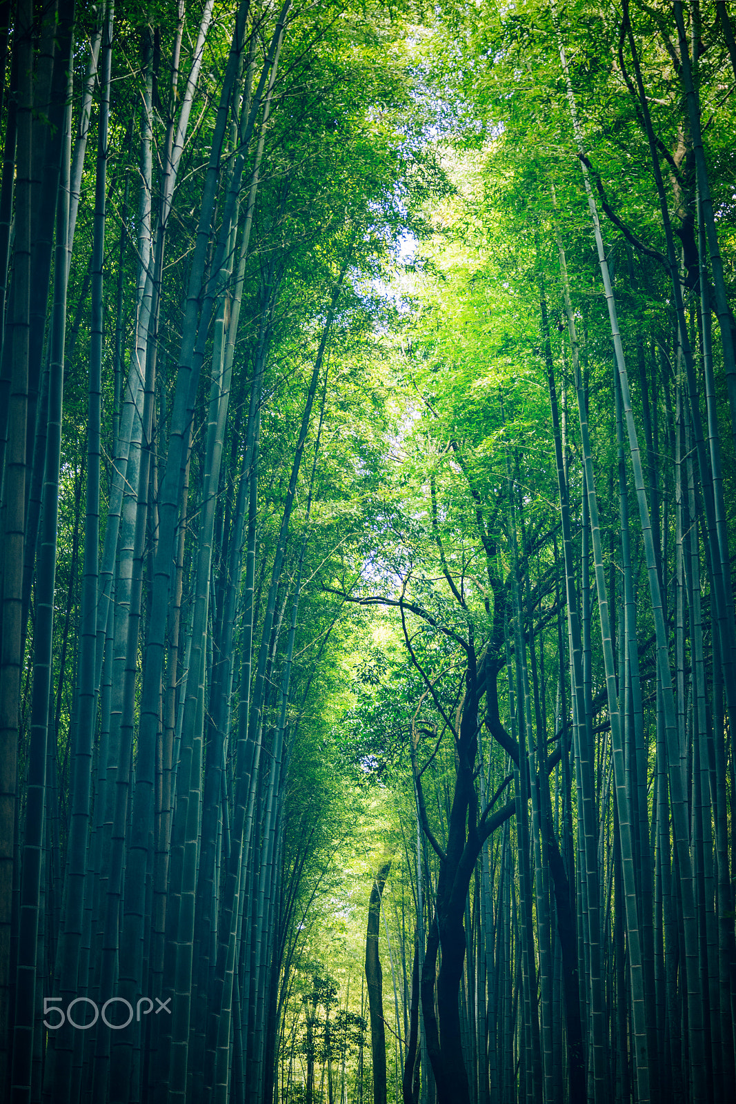 Sony 70-300mm F4.5-5.6 G SSM sample photo. Bamboo grove, arashiyama photography