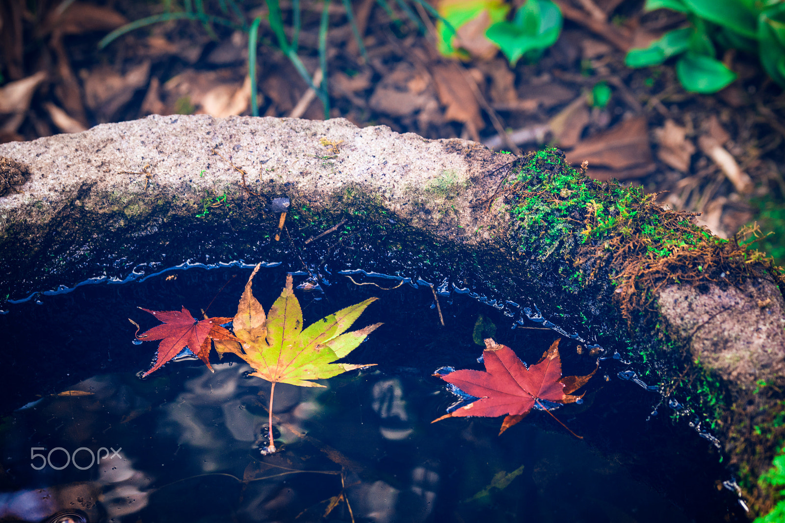 Sony 70-300mm F4.5-5.6 G SSM sample photo. Maple leaf, arashiyama photography