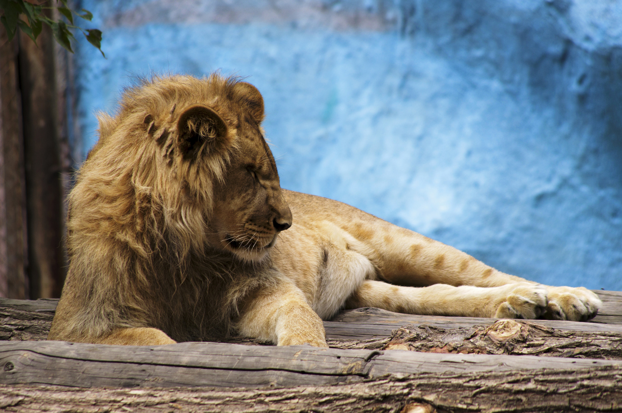 Pentax K-r + Pentax smc DA 55-300mm F4.0-5.8 ED sample photo. Young lion photography