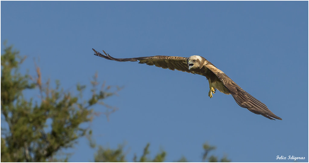 Canon EF 300mm F2.8L IS II USM sample photo. Aguilucho lagunero photography