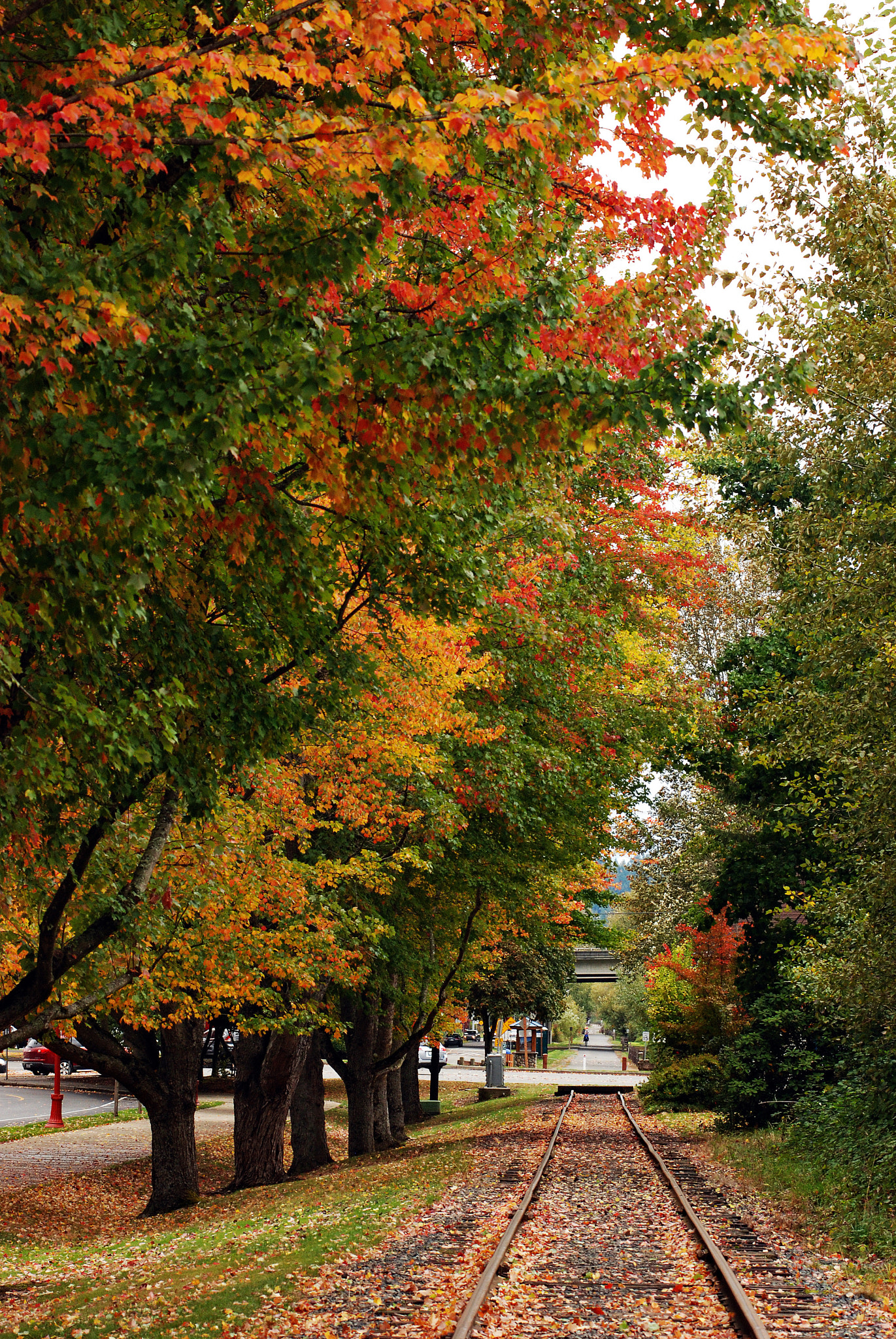Nikon D80 sample photo. Fall foliage photography
