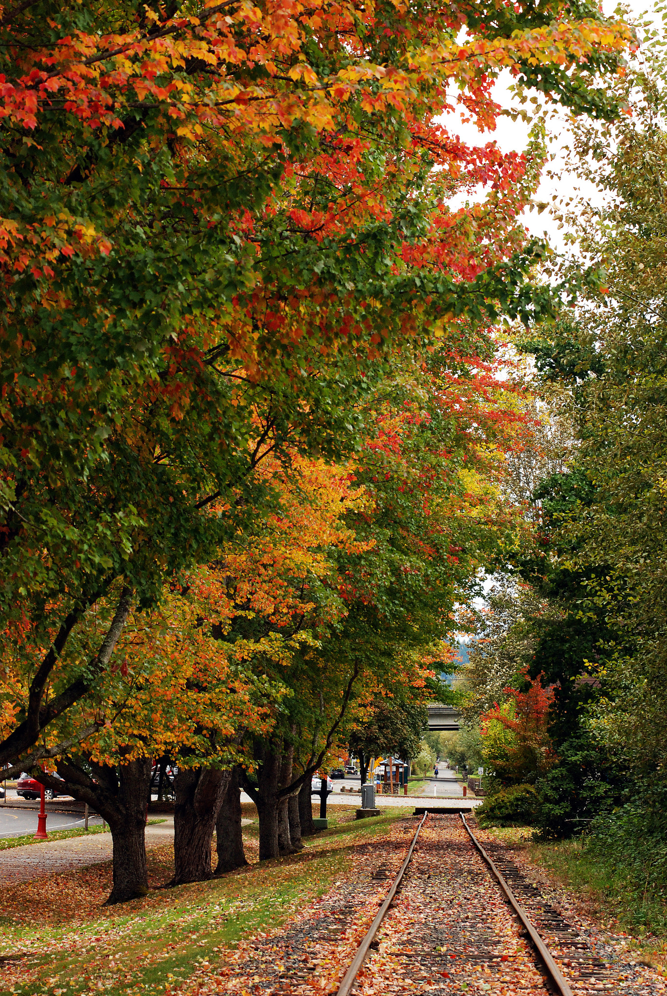 Nikon AF-Nikkor 80-200mm F2.8D ED sample photo. Fall foliage photography