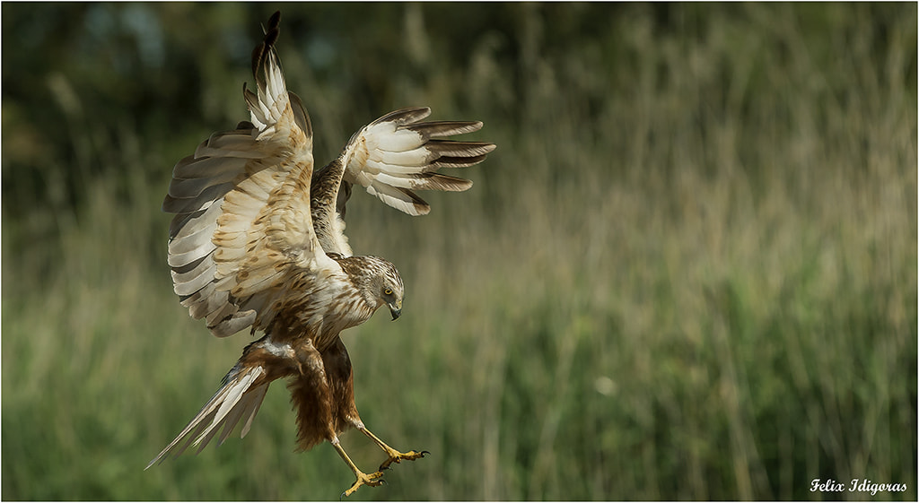 Canon EF 300mm F2.8L IS II USM sample photo. Aguilucho lagunero photography
