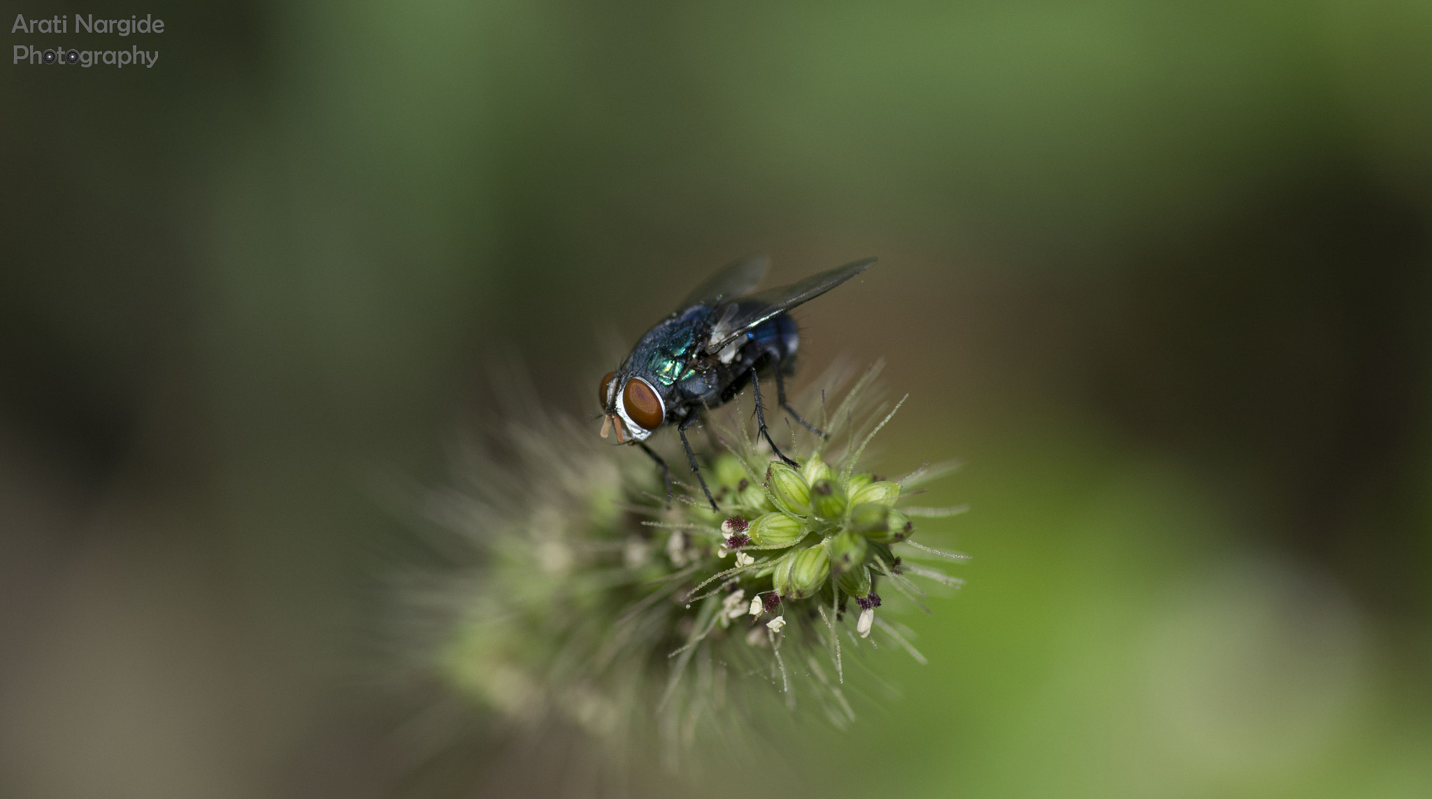 Nikon D7100 + Tokina AT-X Pro 100mm F2.8 Macro sample photo. Busy fly photography