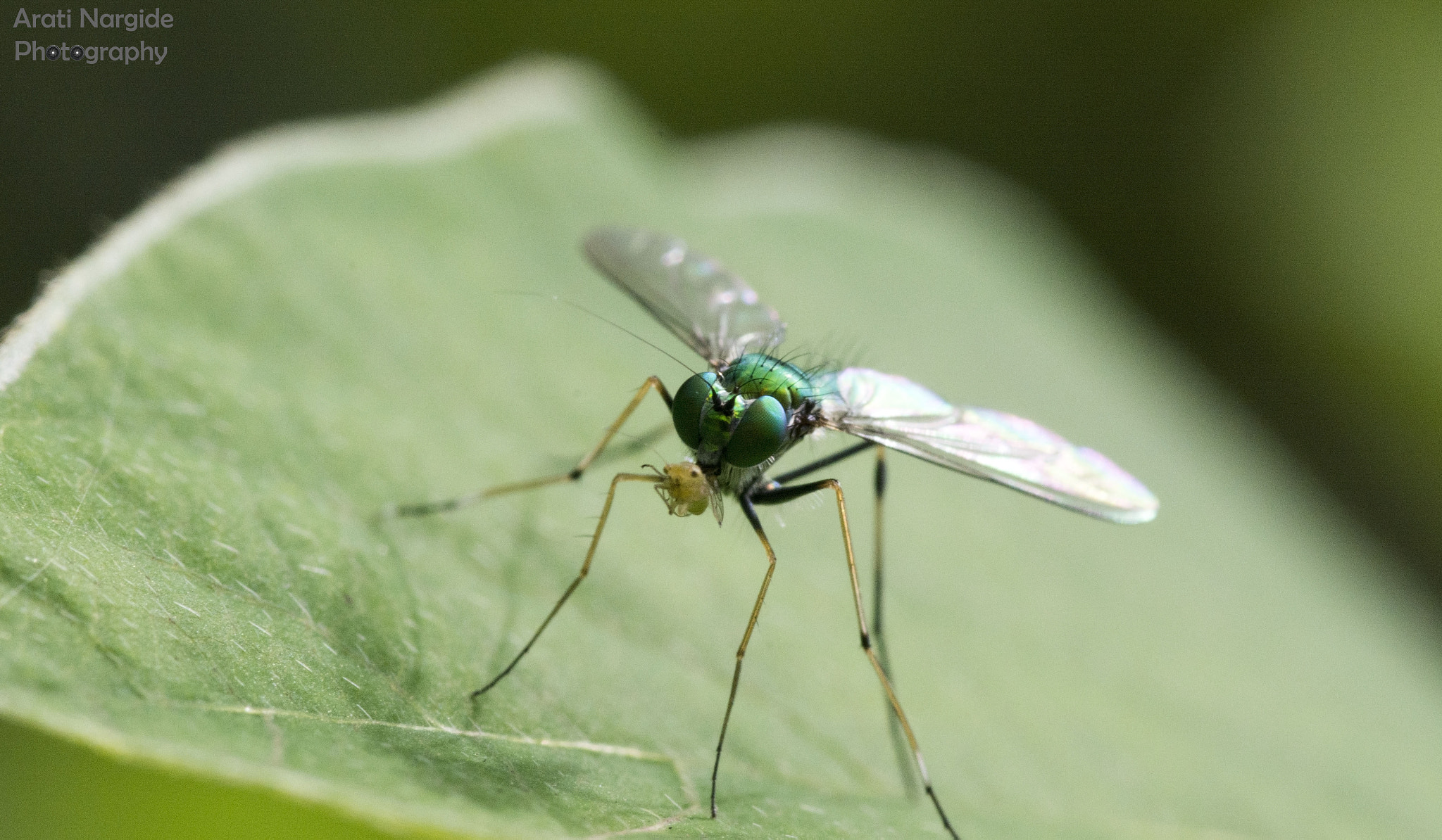 Nikon D7100 + Tokina AT-X Pro 100mm F2.8 Macro sample photo. Breakfast time photography