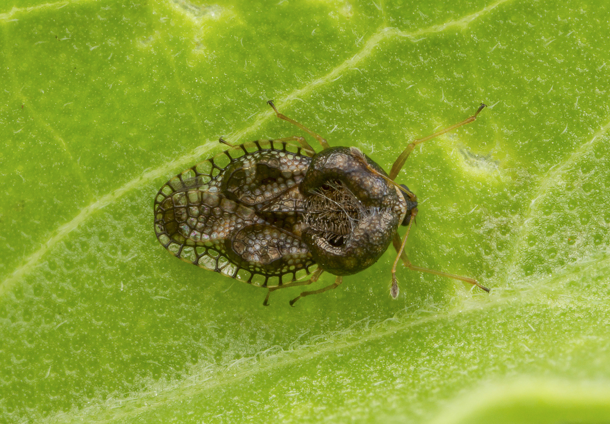 Canon MP-E 65mm F2.5 1-5x Macro Photo sample photo. Lacebug photography