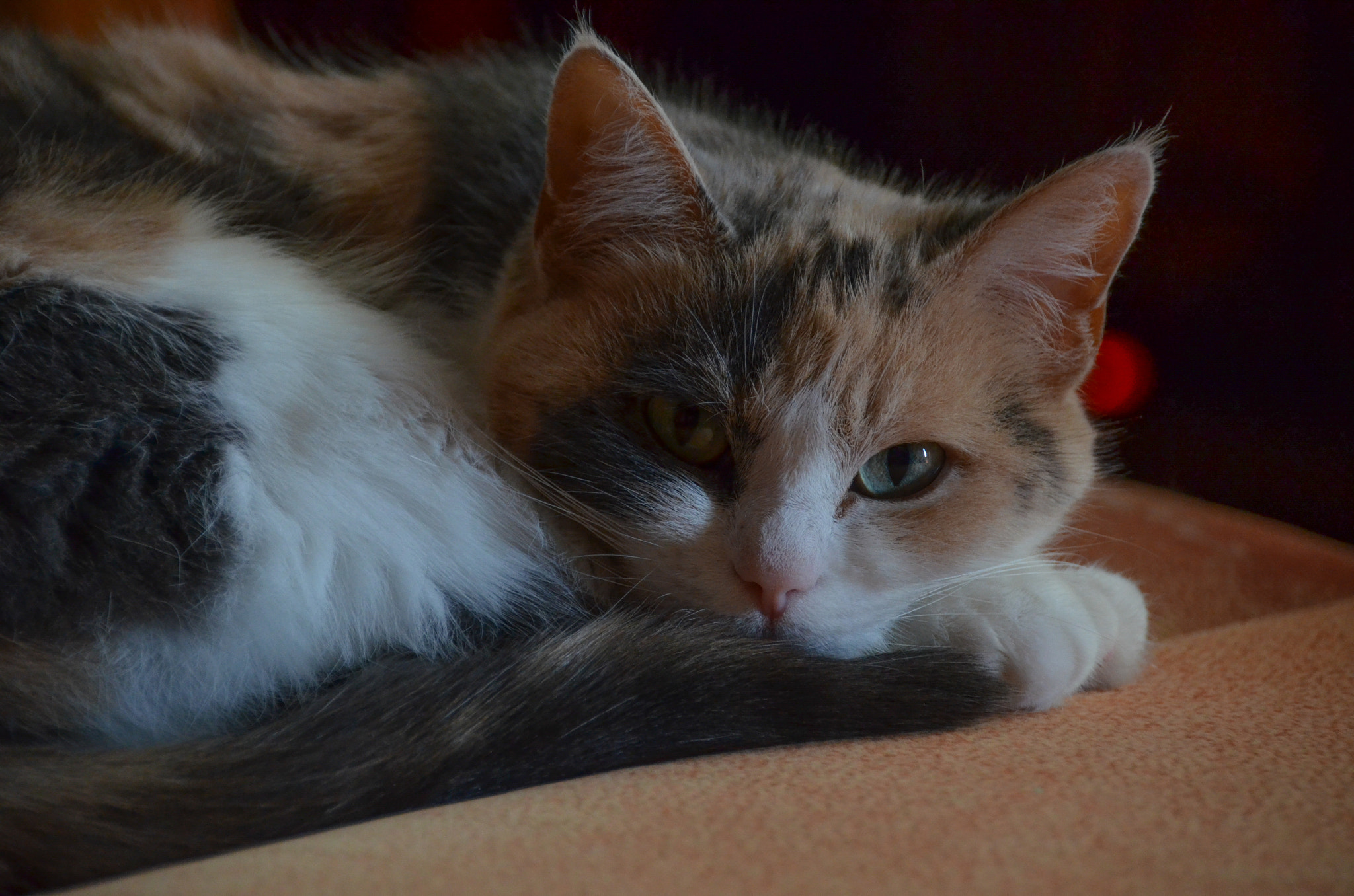 Sigma 18-200mm F3.5-6.3 II DC OS HSM sample photo. Моя кошка photography