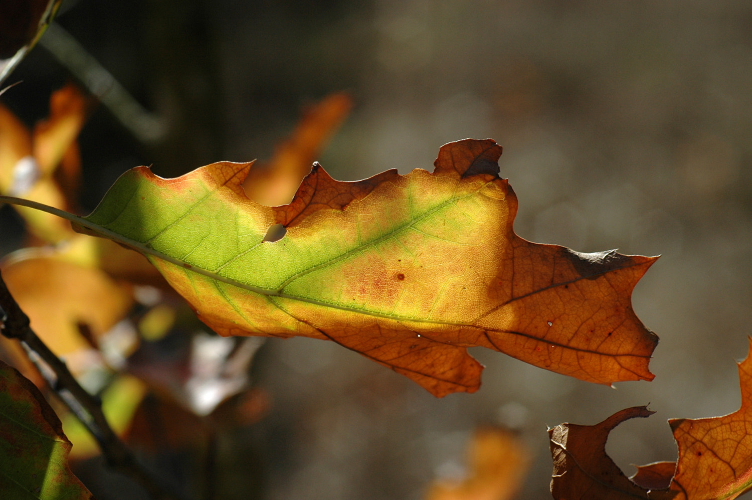 Sigma Macro 90mm F2.8 sample photo. A photography