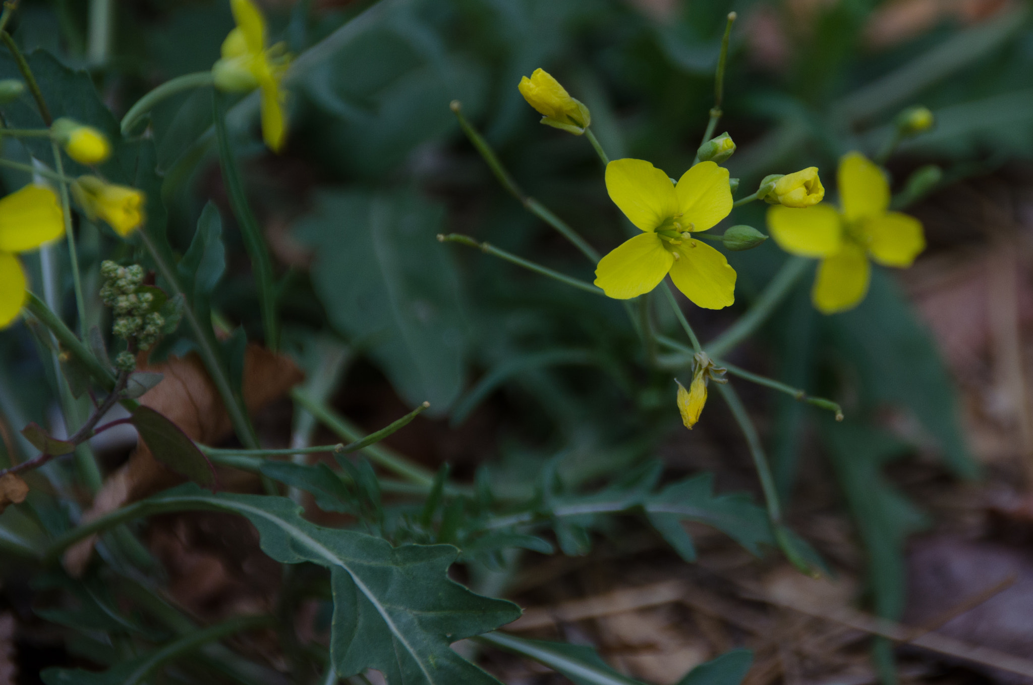 Sigma 18-200mm F3.5-6.3 II DC OS HSM sample photo. Осенние цветы photography
